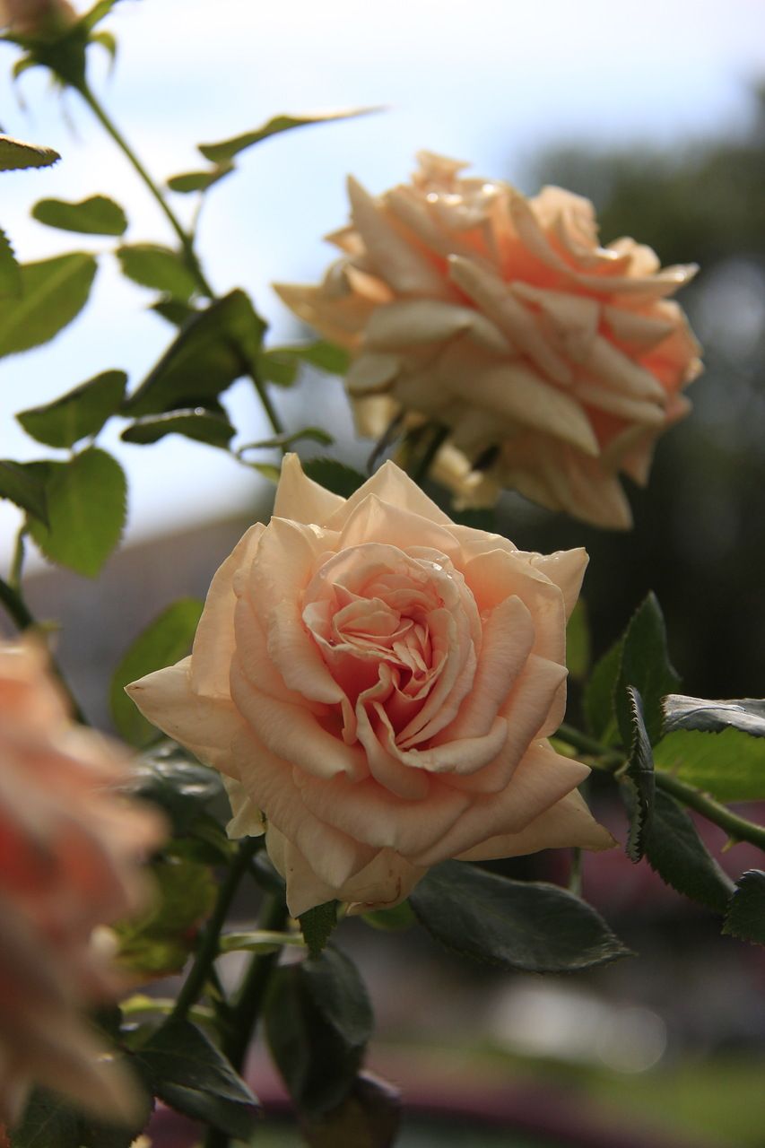 чайная роза фото