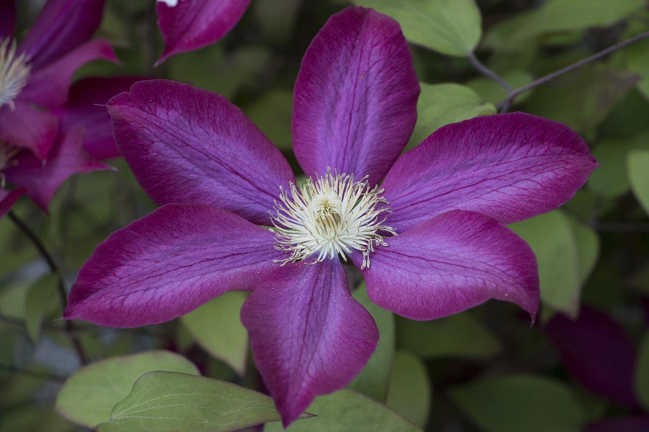 Клематис цветок фото и описание