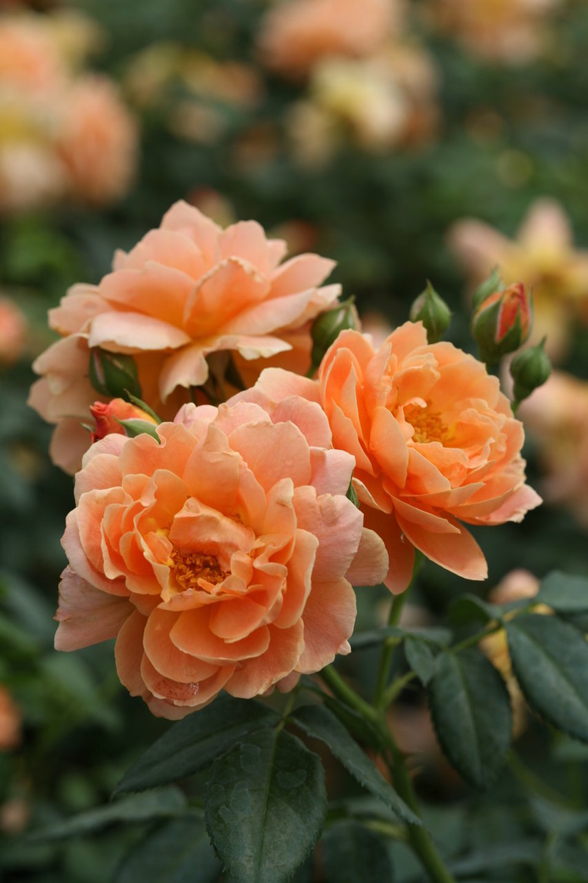 Фото чайной розы в саду