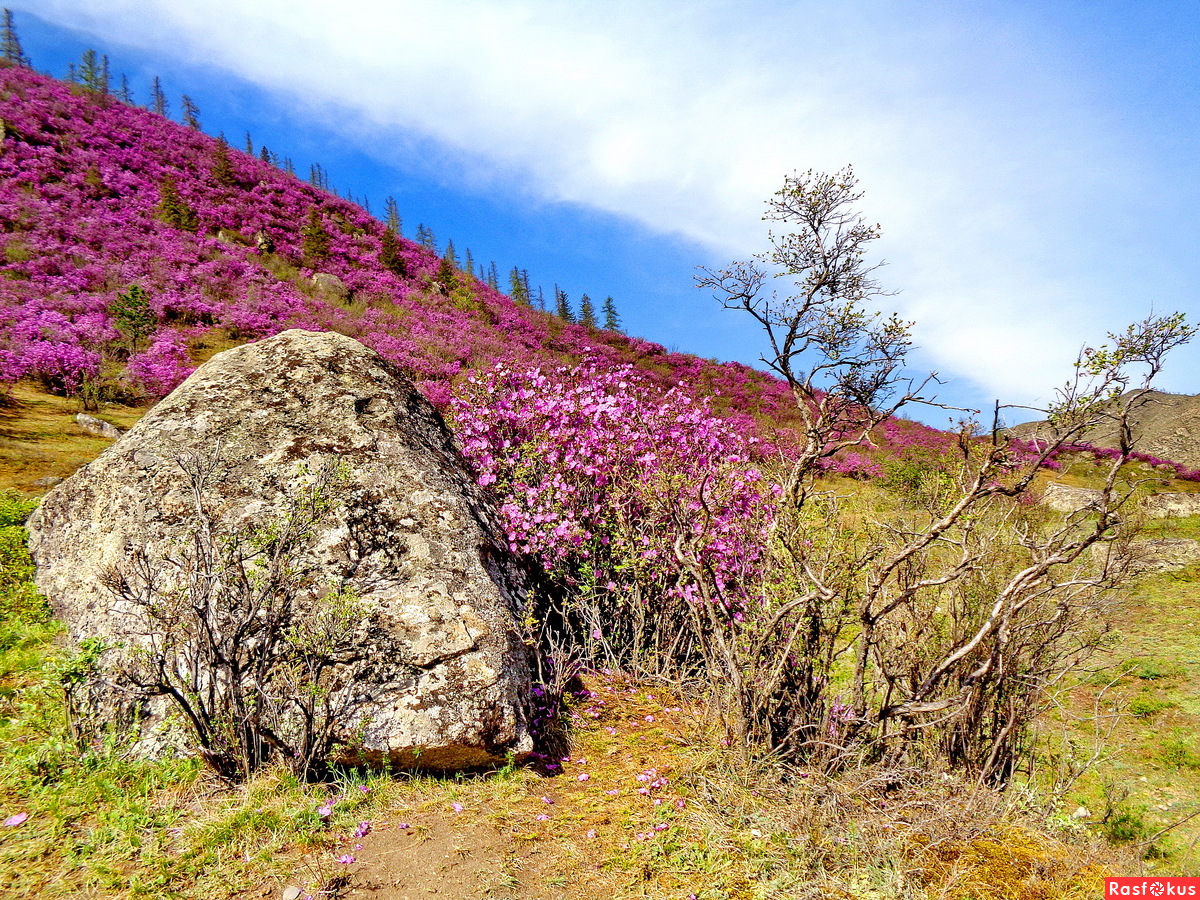 Цветение маральника горный Алтай 2020