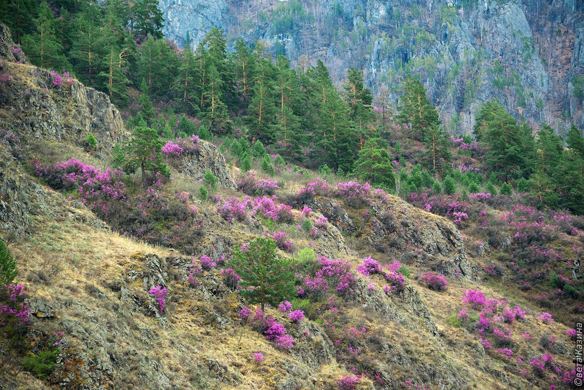 Сибирь цветение маральника
