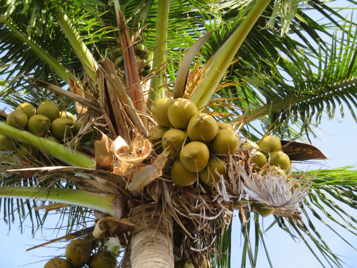 Кокосовая Пальма Южная Америка