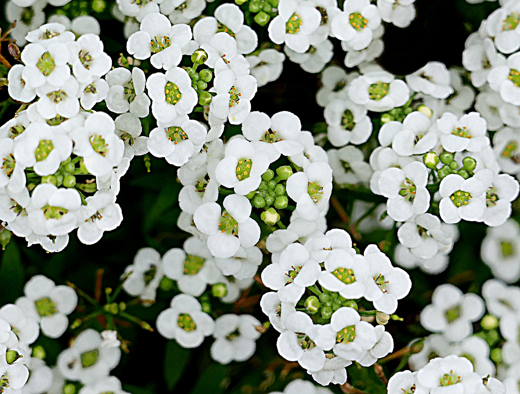 Цветок Алиссум Белый