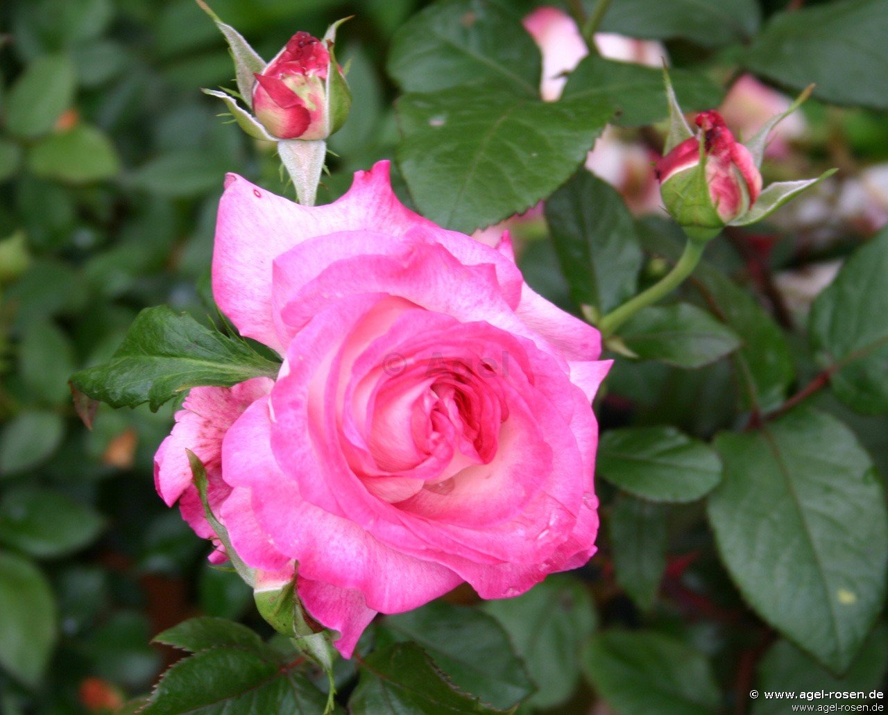 Роза чайно-гибридная Паскаль