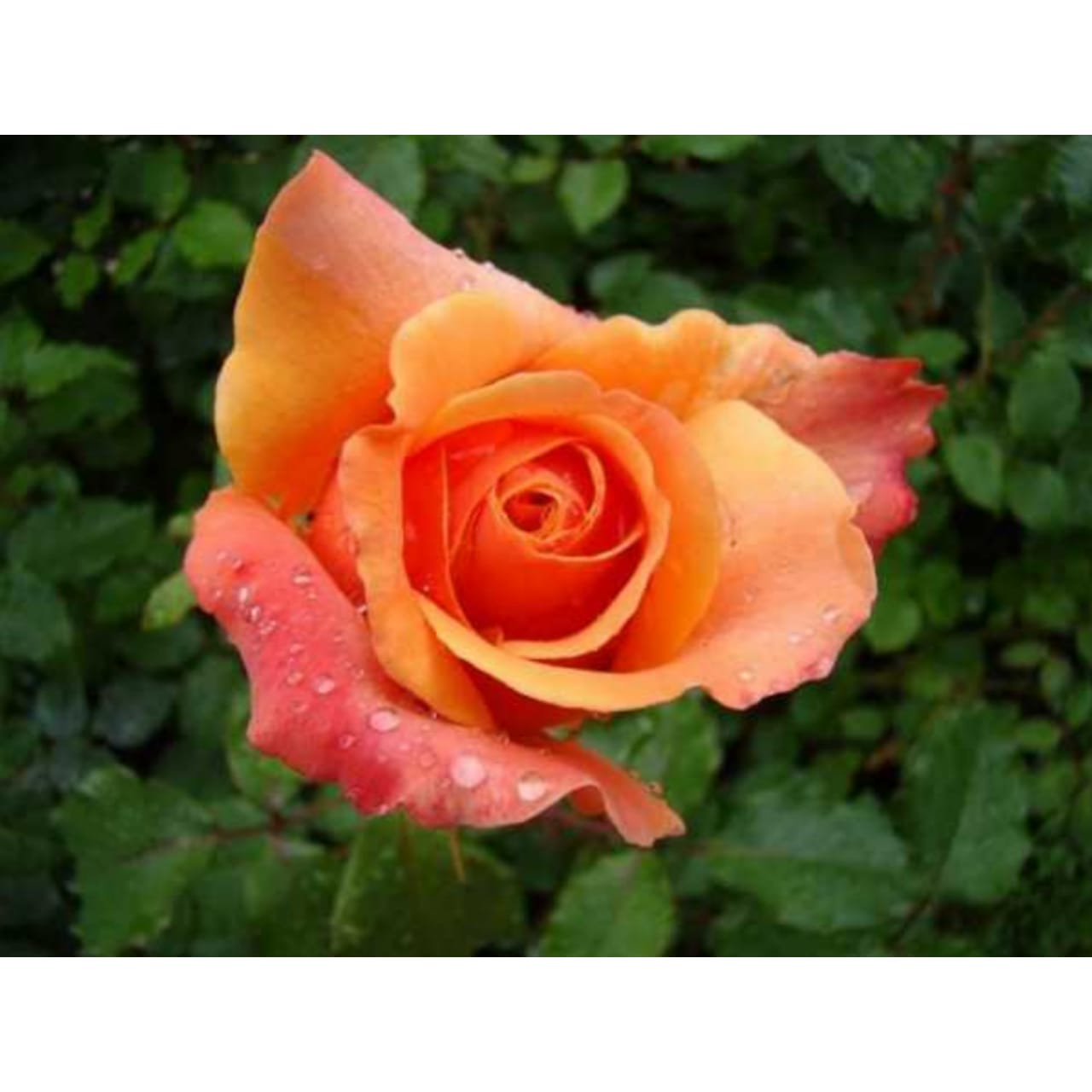 Роза чайно-гибридная кораллово-розовый