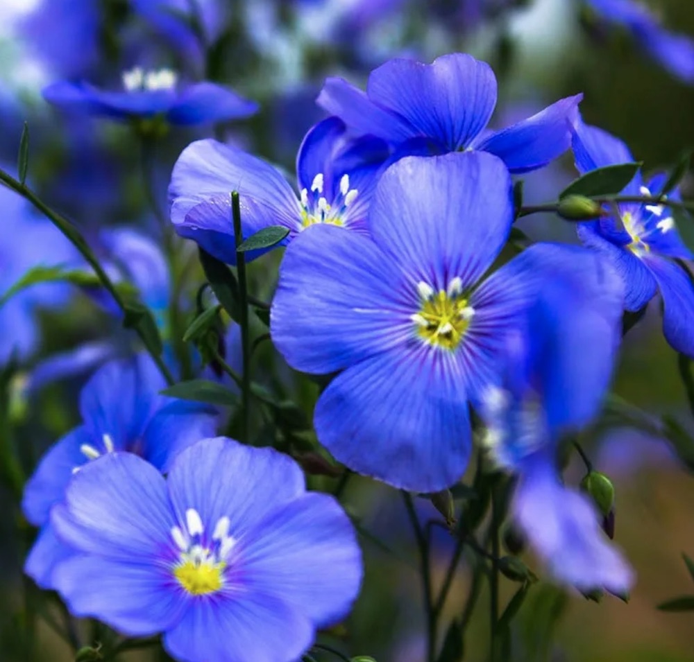 Цветы Лен Голубой