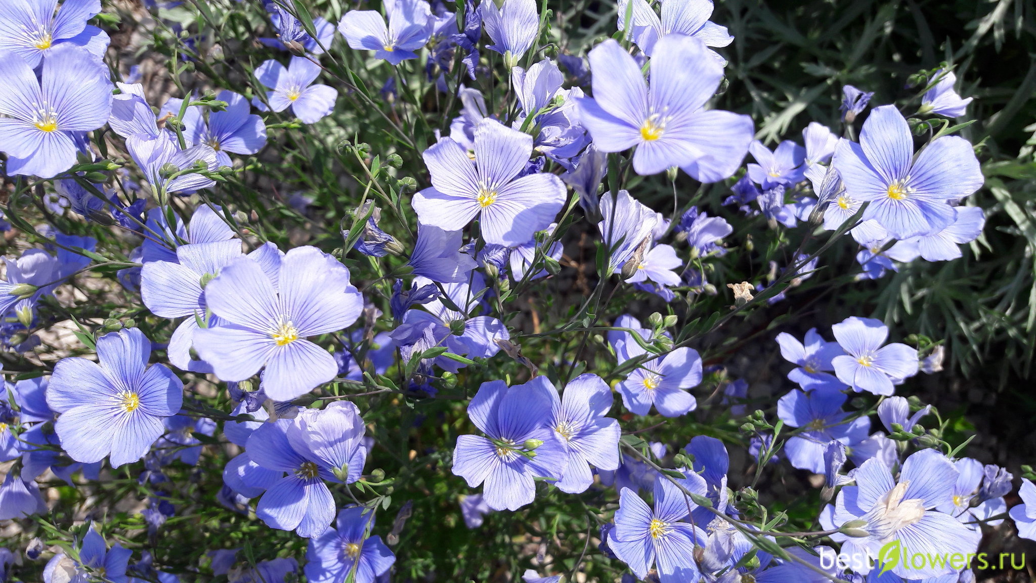 Лен Голубой Цветы