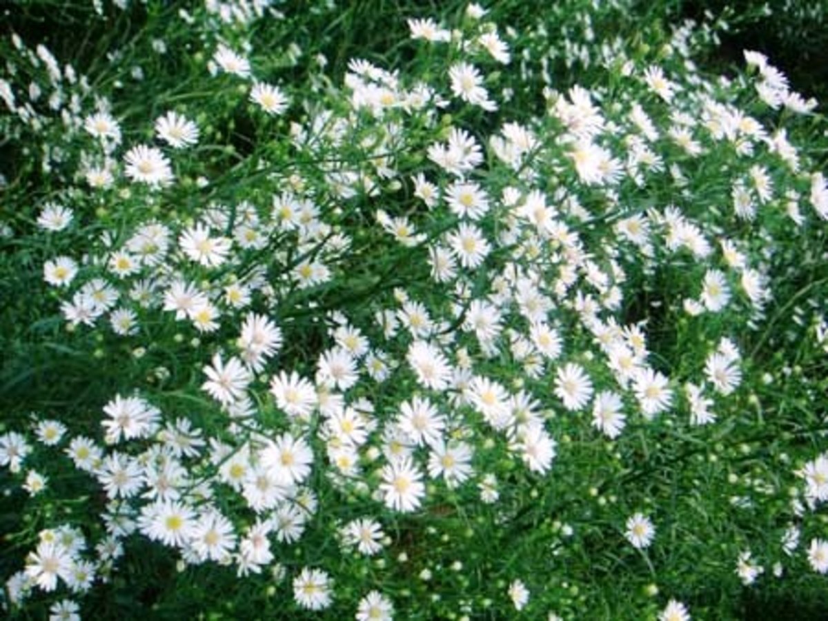 Астра Aster ericoides Monte Cassino