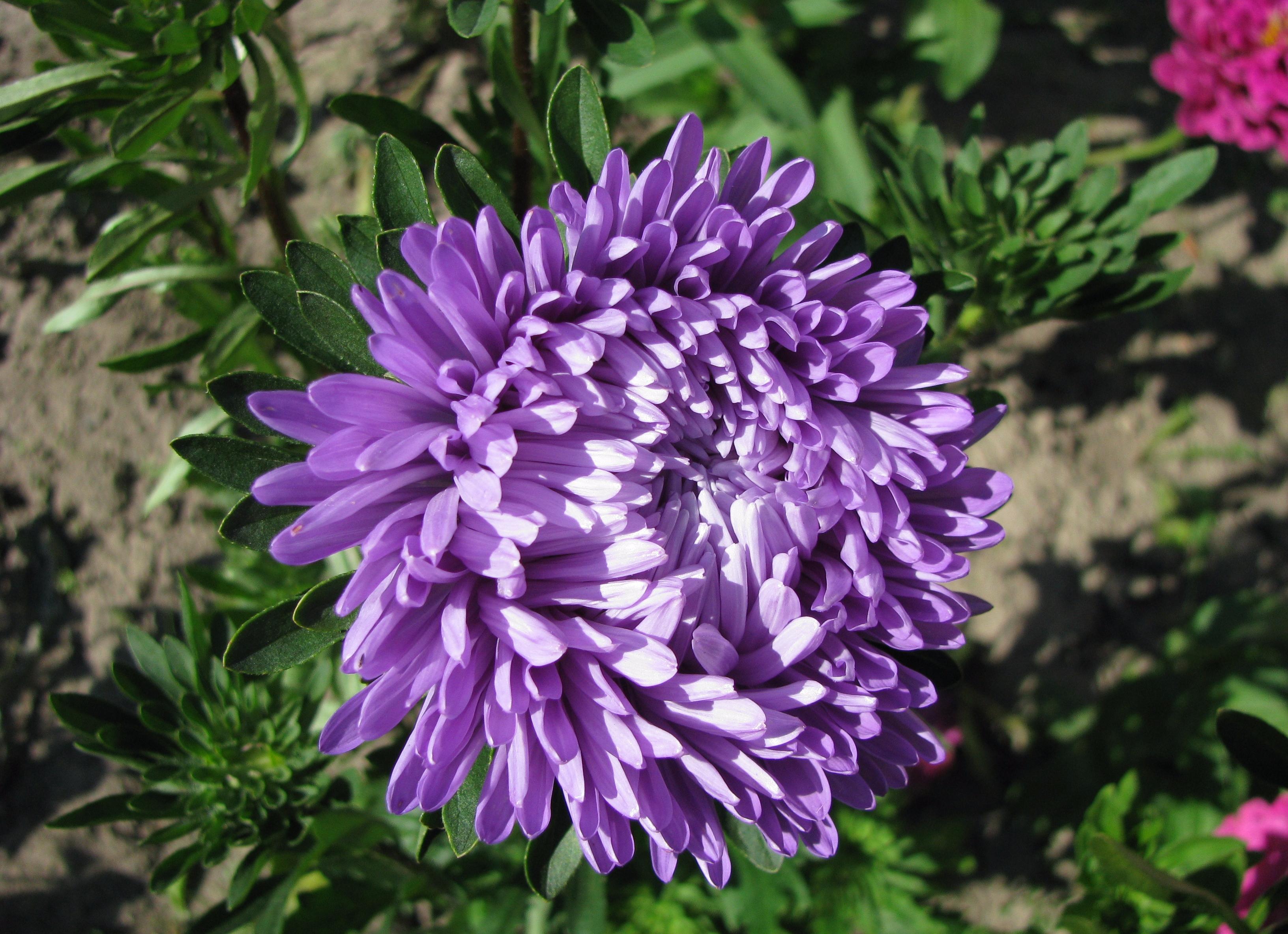 Фиолетовая хризантема