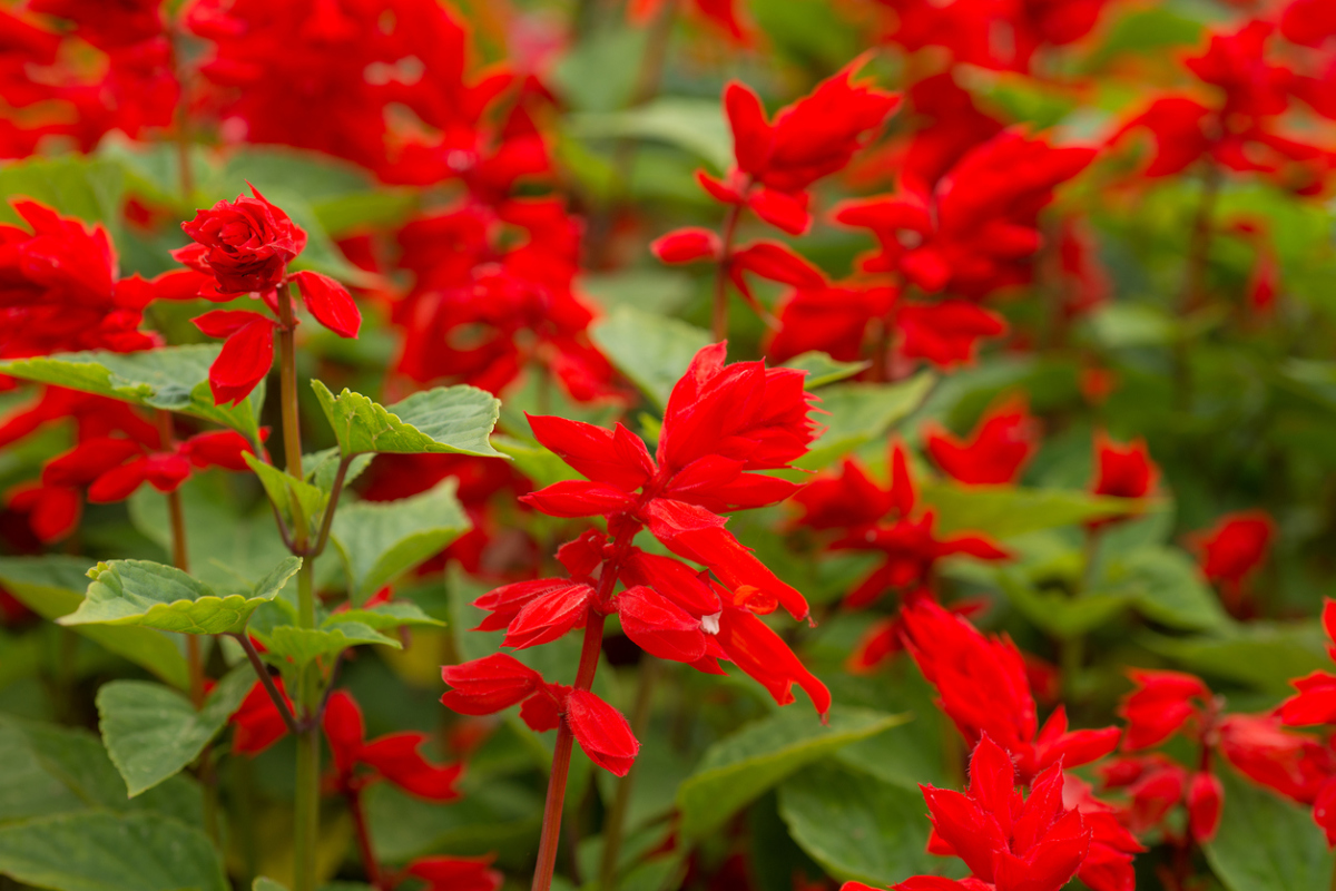 Сальвия блестящая красная фото цветов
