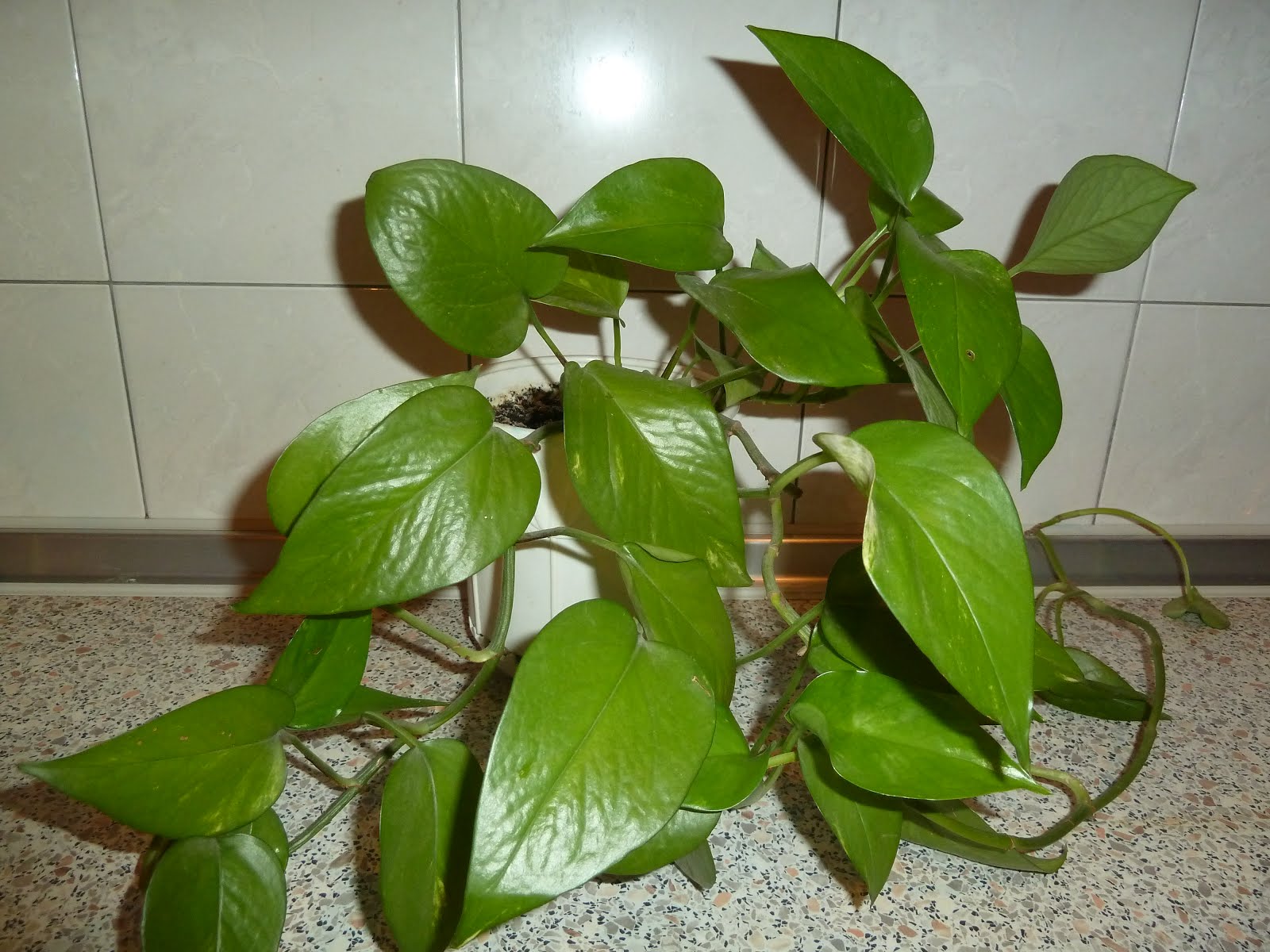 Растения мужегоны список с фото в квартире