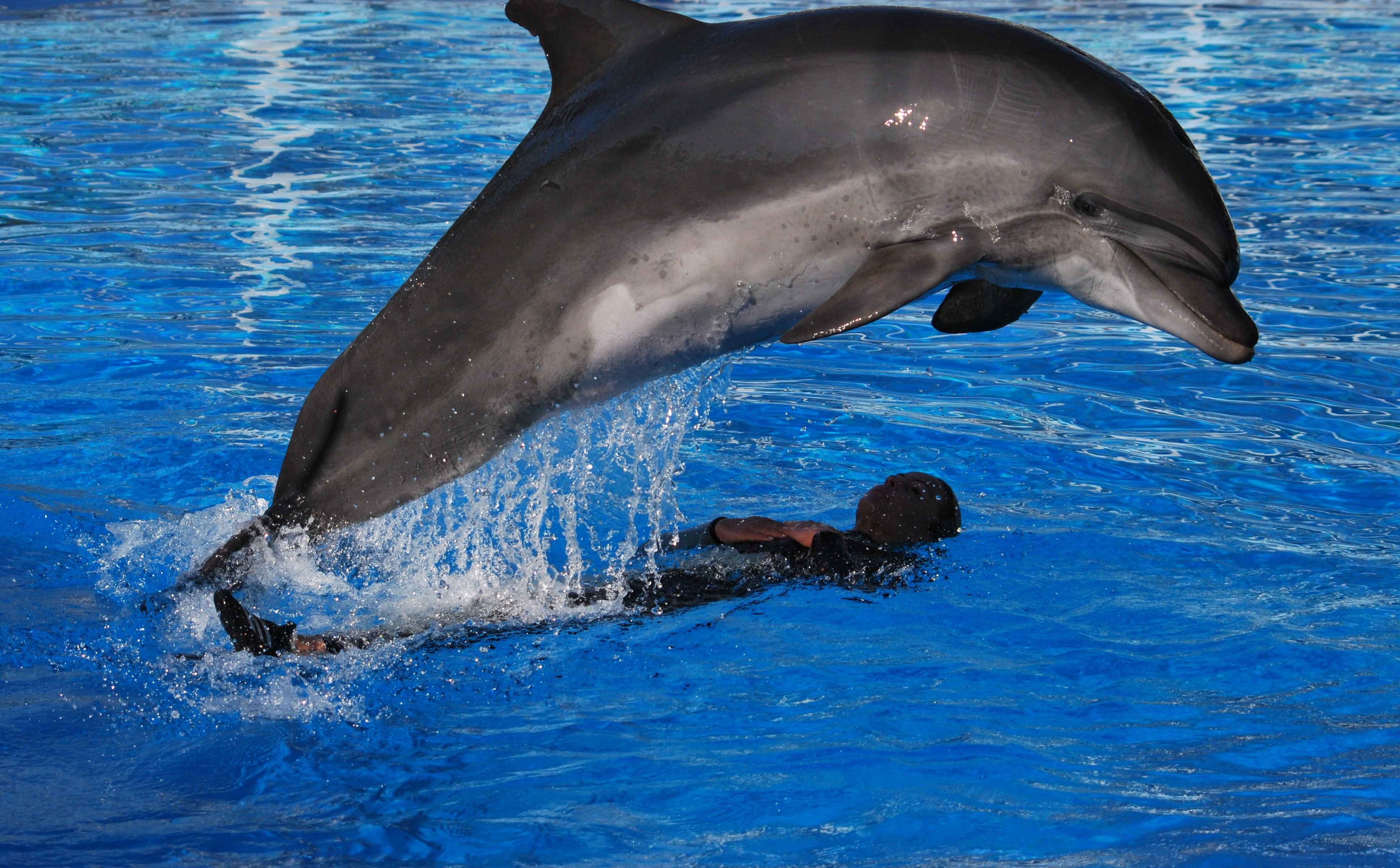Фон с дельфинами