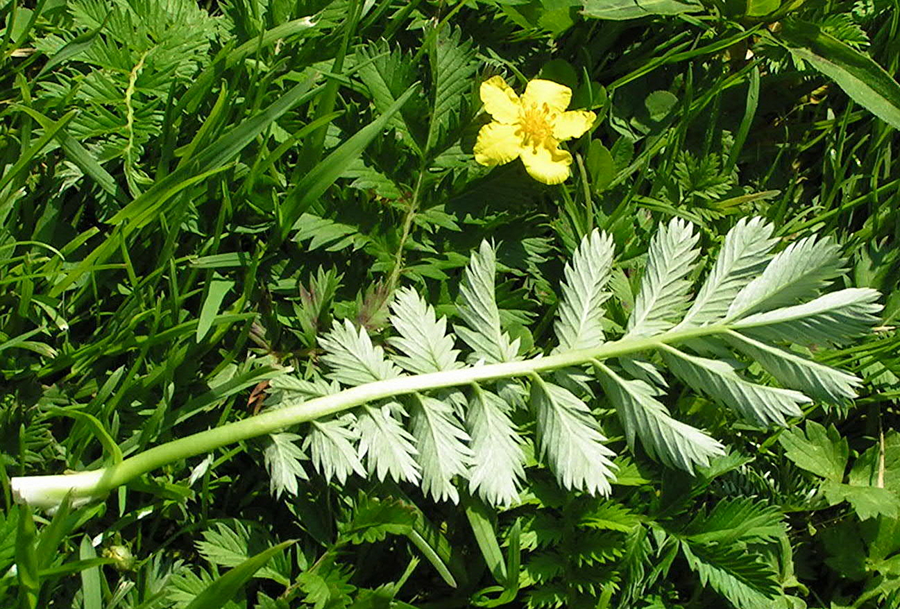Гусиные лапки цветок полевой фото и описание