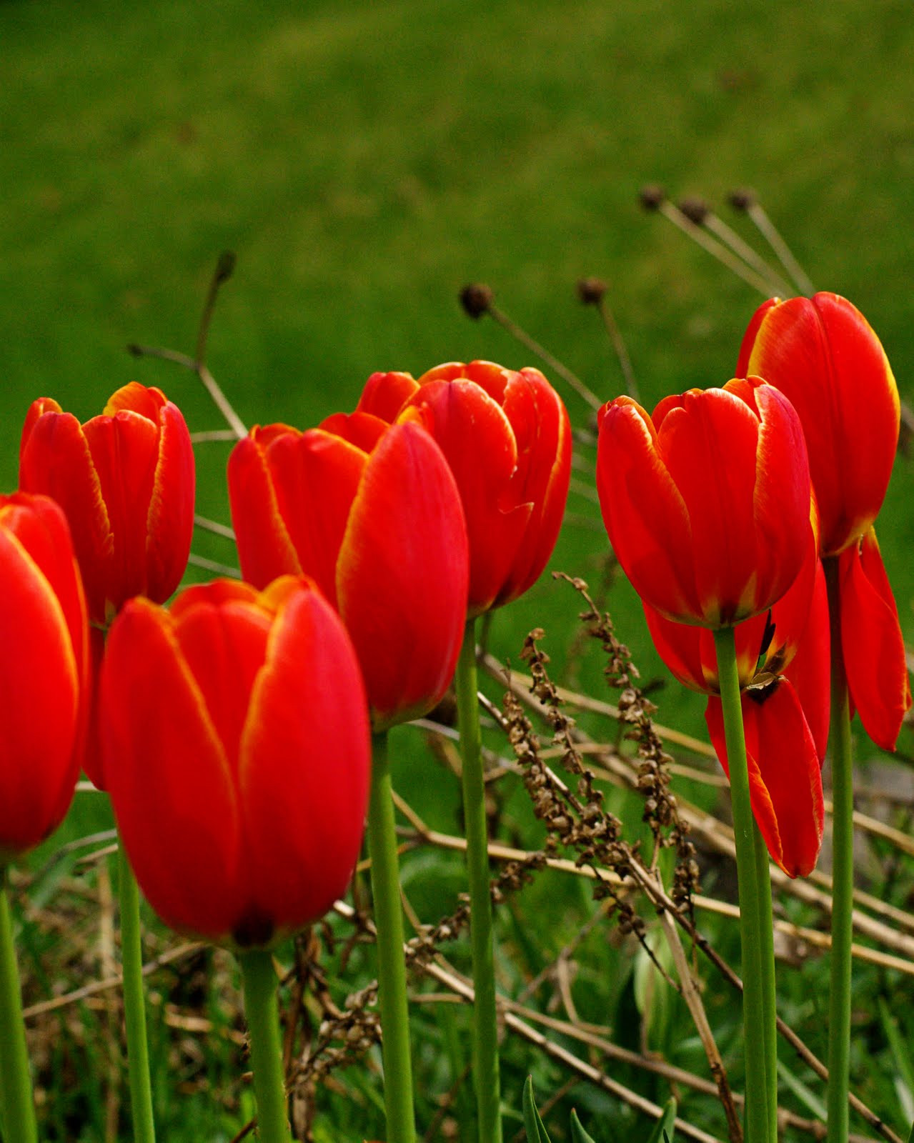 Раннецветущие тюльпаны