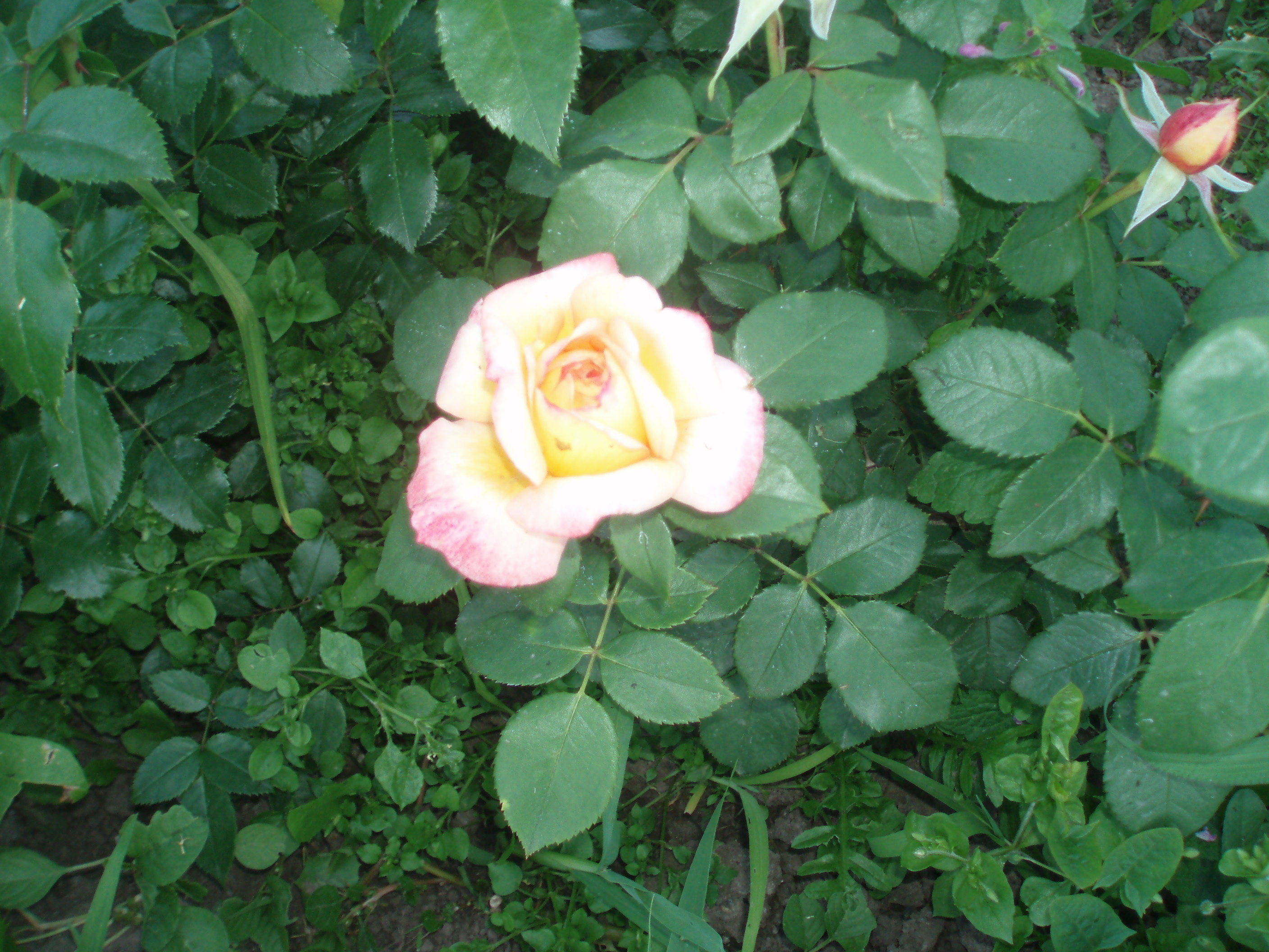 Роза плетистая глория дей клайминг фото и описание