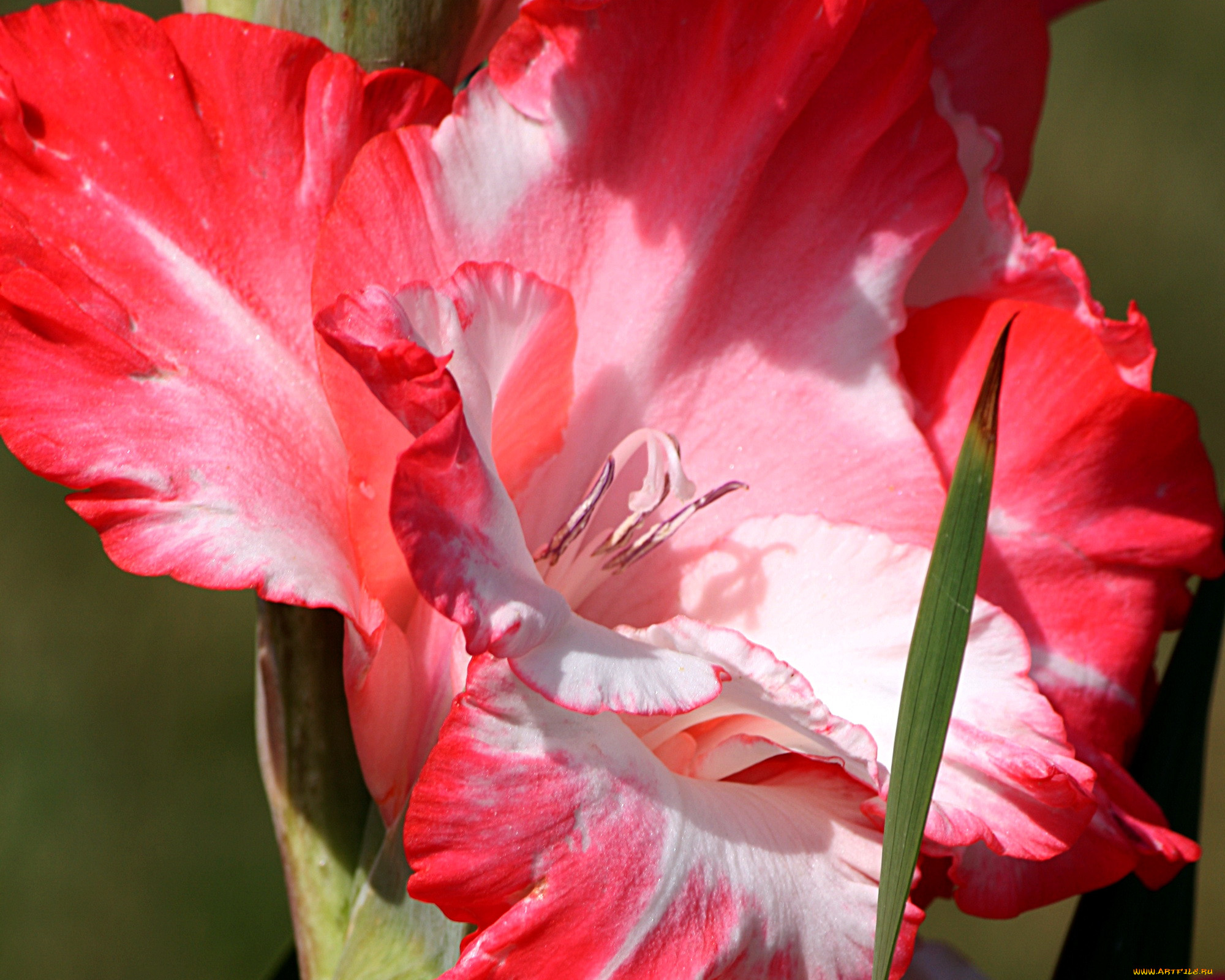 Красивые гладиолусы фото. Гладиолус цветок. Гладиолус Эмеральд Риппл. Гладиолус красный. Бутоны гладиолуса.