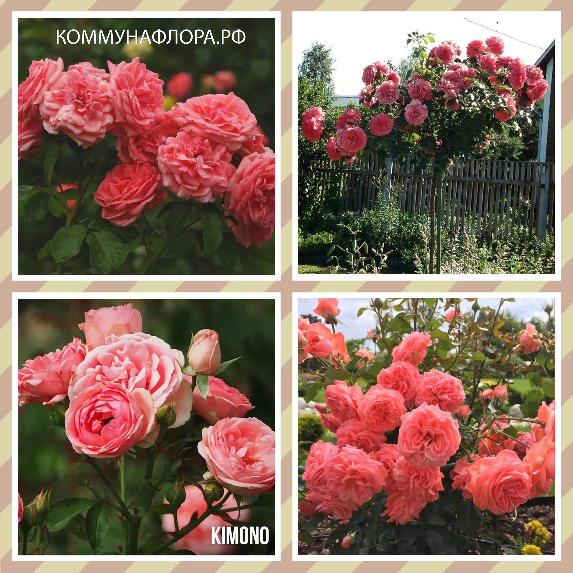 Роза флорибунда кимоно