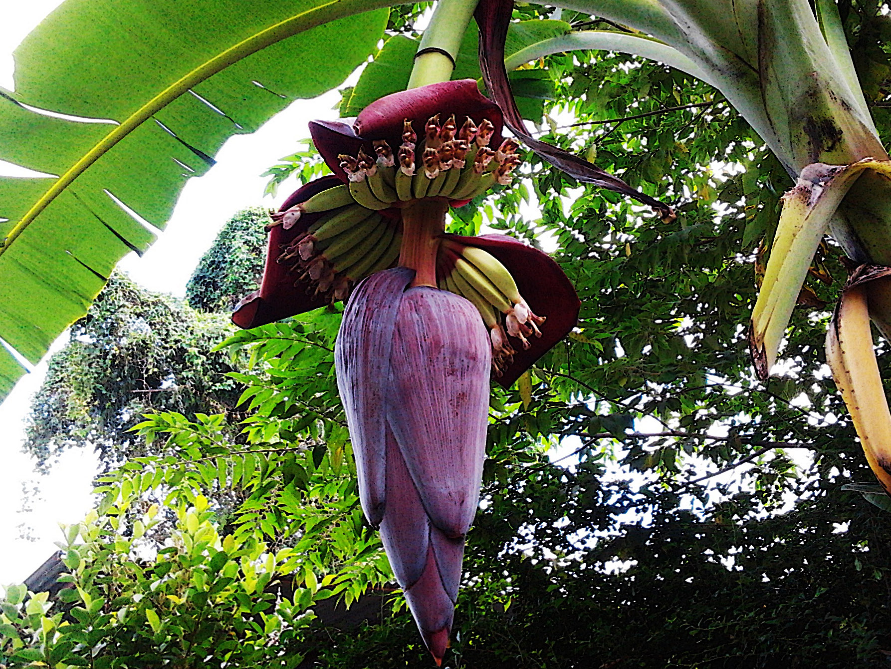 Как цветет банан. Банановая Пальма цветет. Цветение бананового дерева. Банановое дерево цветет. Банановое дерево цветок.