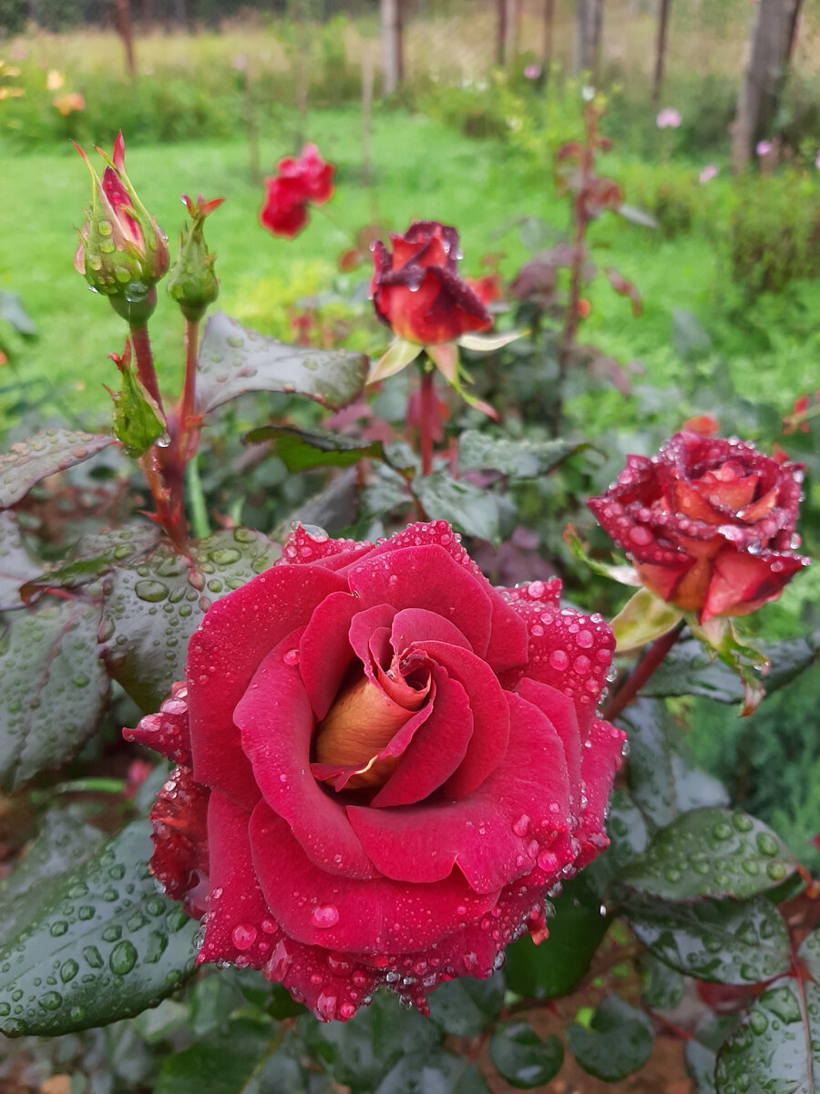 Роза чайно-гибридная леди Митчел