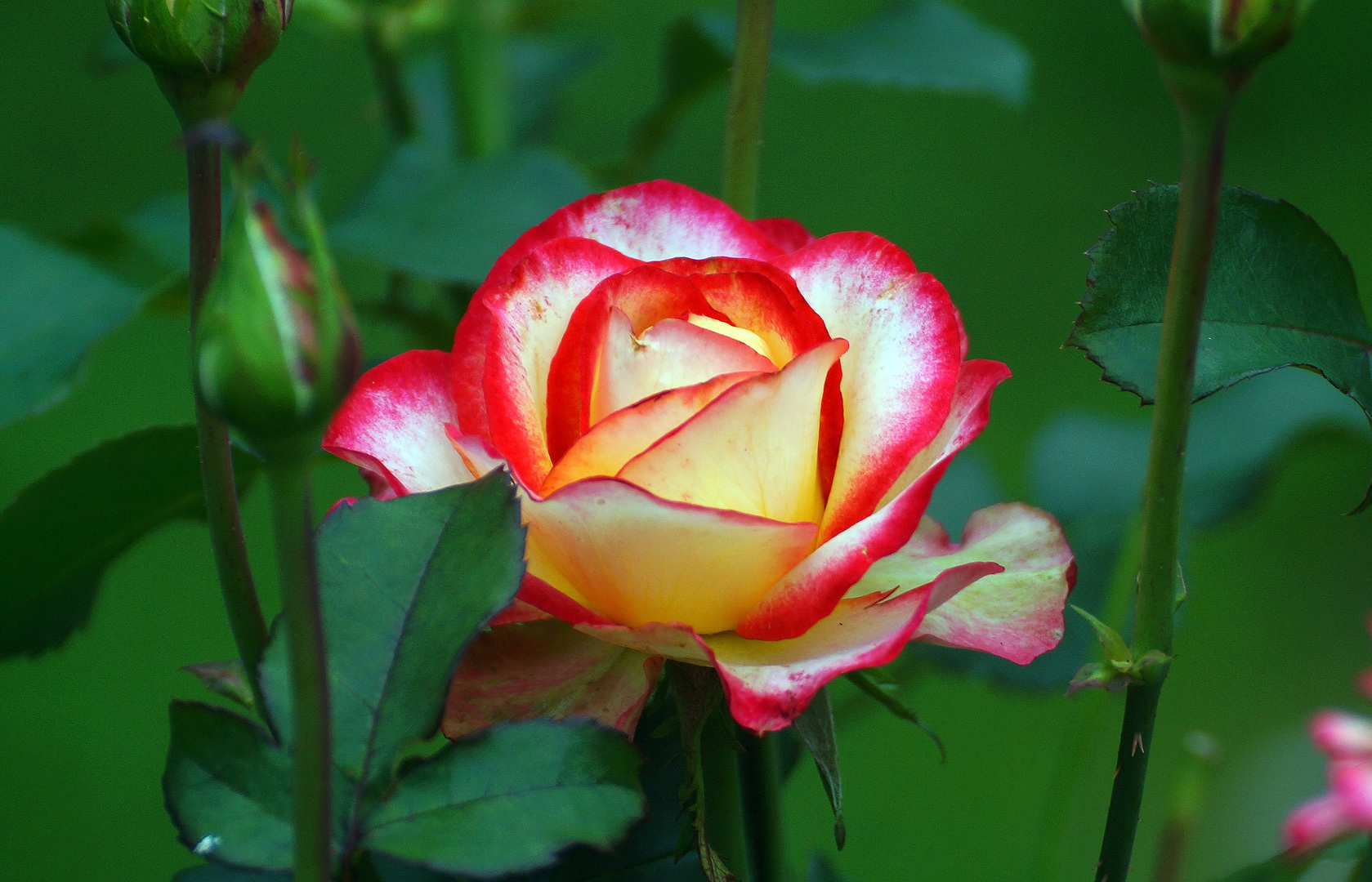 Миранда роза красная