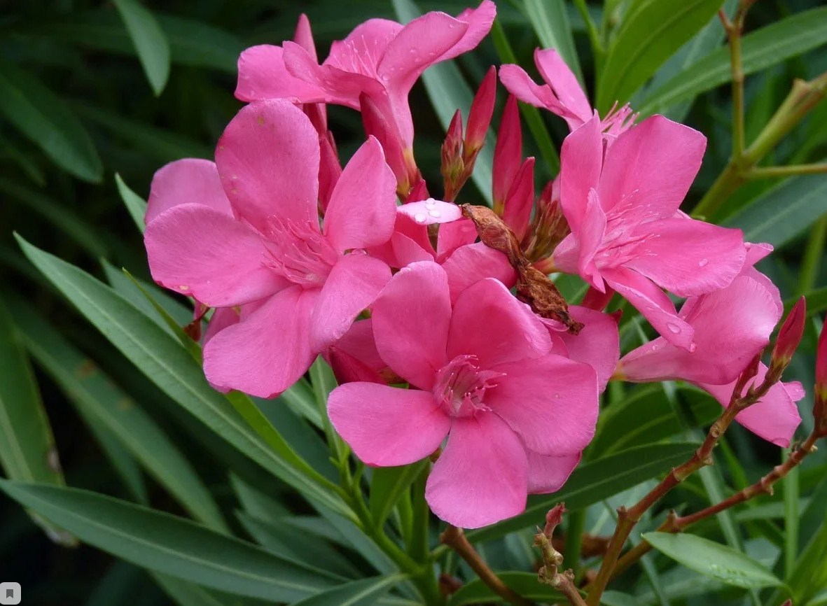 олеандр цветок фото комнатный розовый