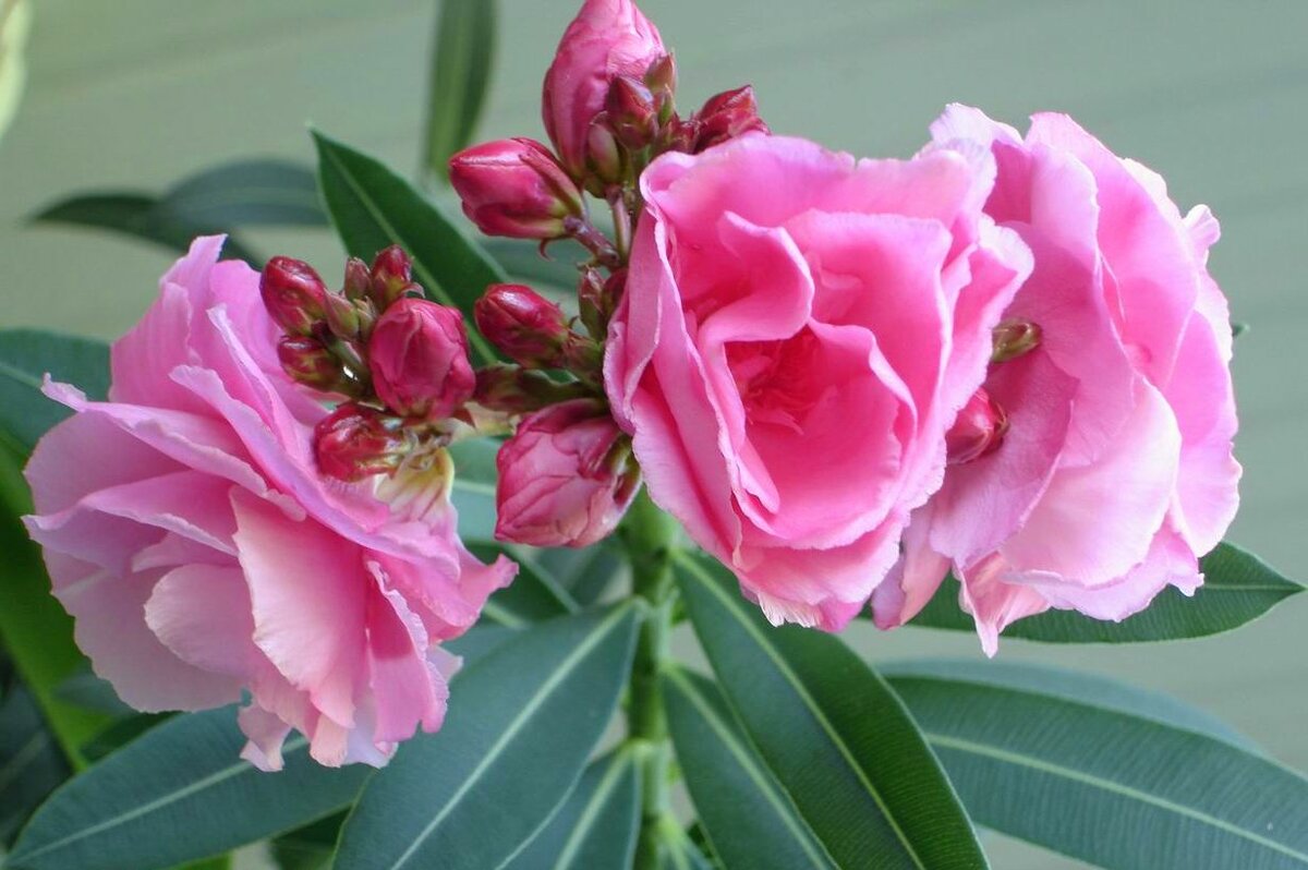 Комнатные цветы с розовыми цветами фото и названия