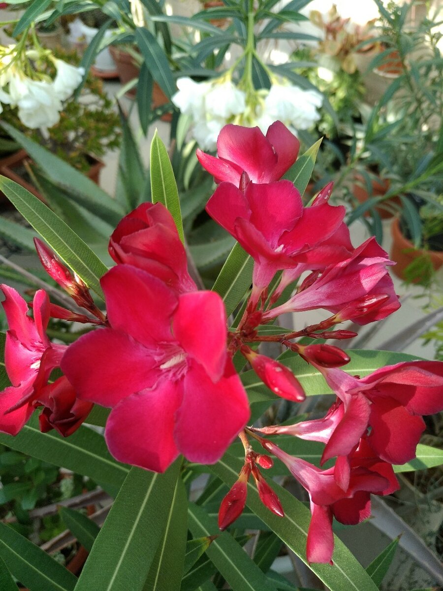 домашний цветок олеандр фото
