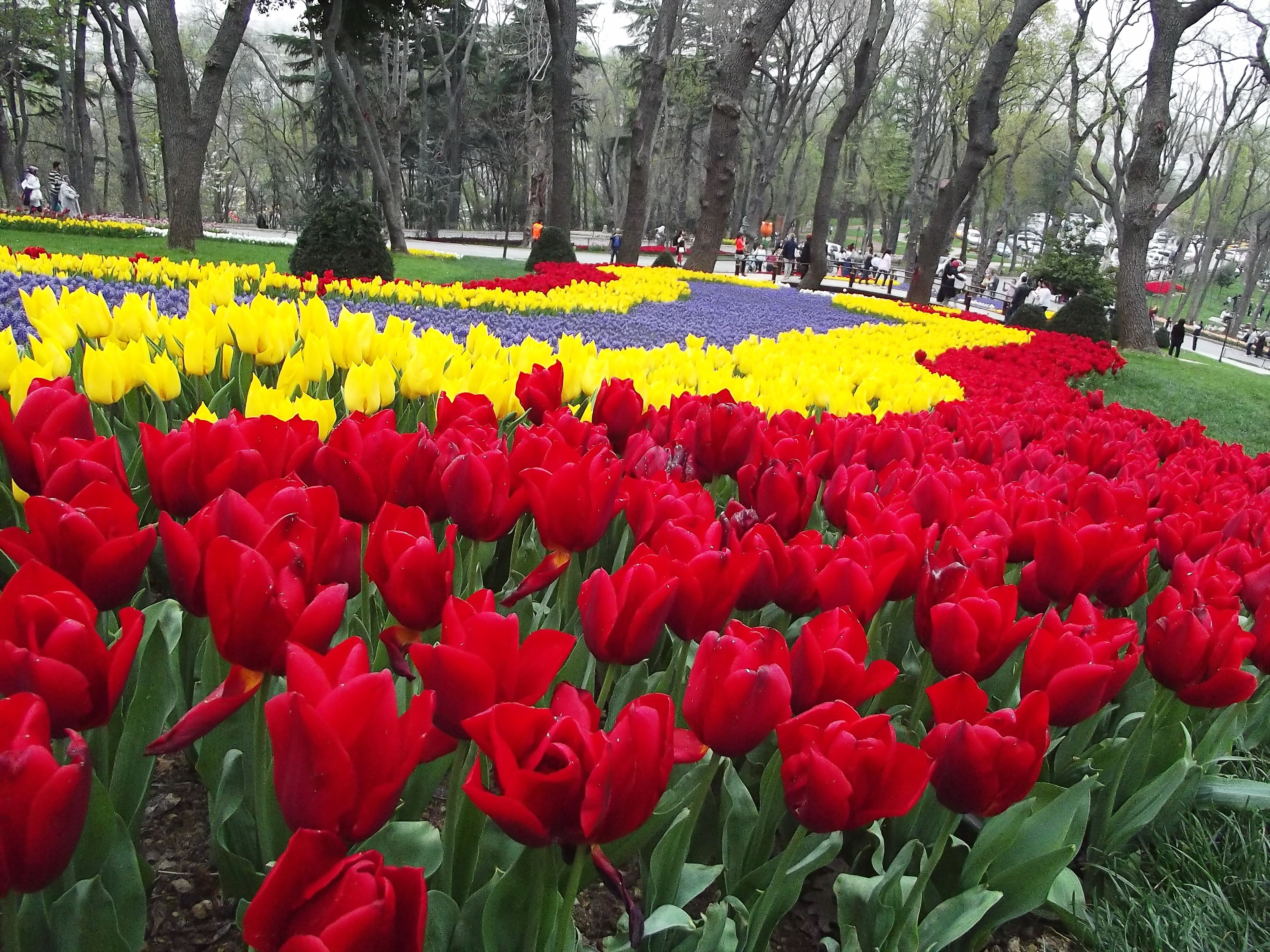 Эмирган парк Стамбул тюльпаны