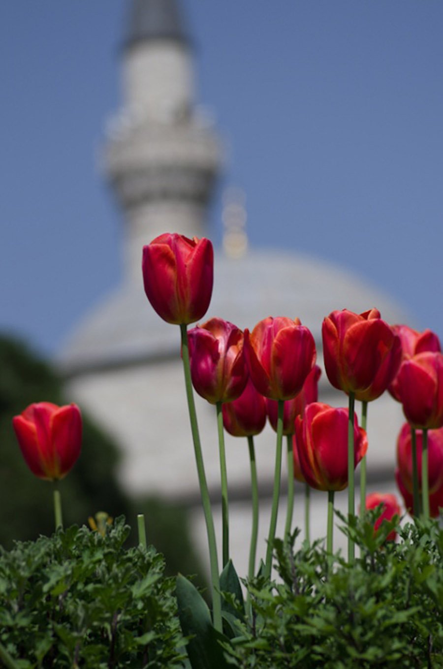Султанахмет Стамбул тюльпаны