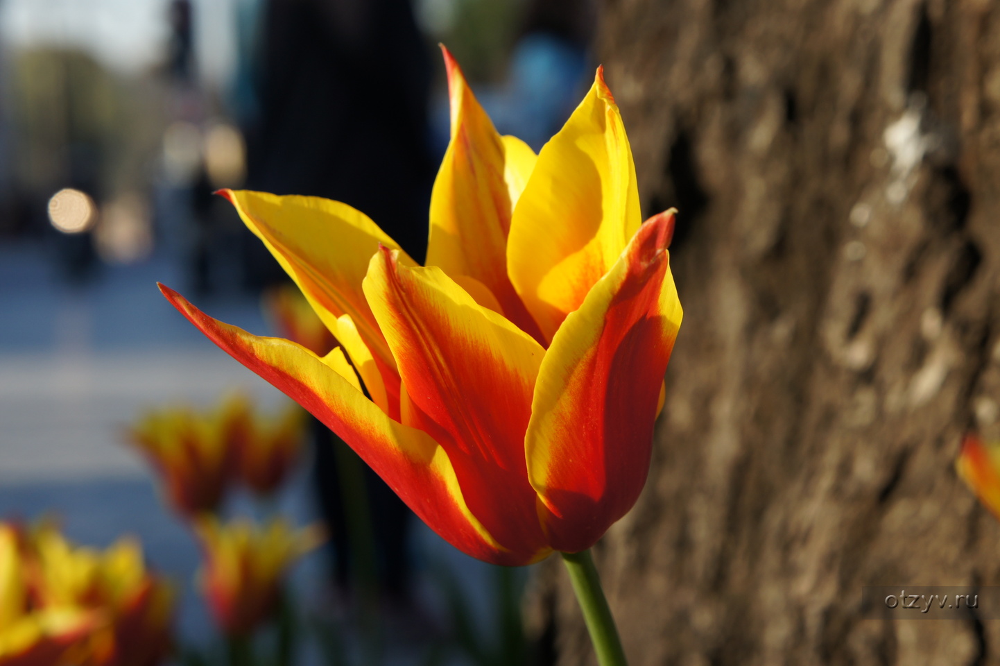 Тюльпаны это символ. Тюльпан фест лайф. Турецкий тюльпан. Тюльпан символ Турции. Тюльпан национальный цветок в Турции.