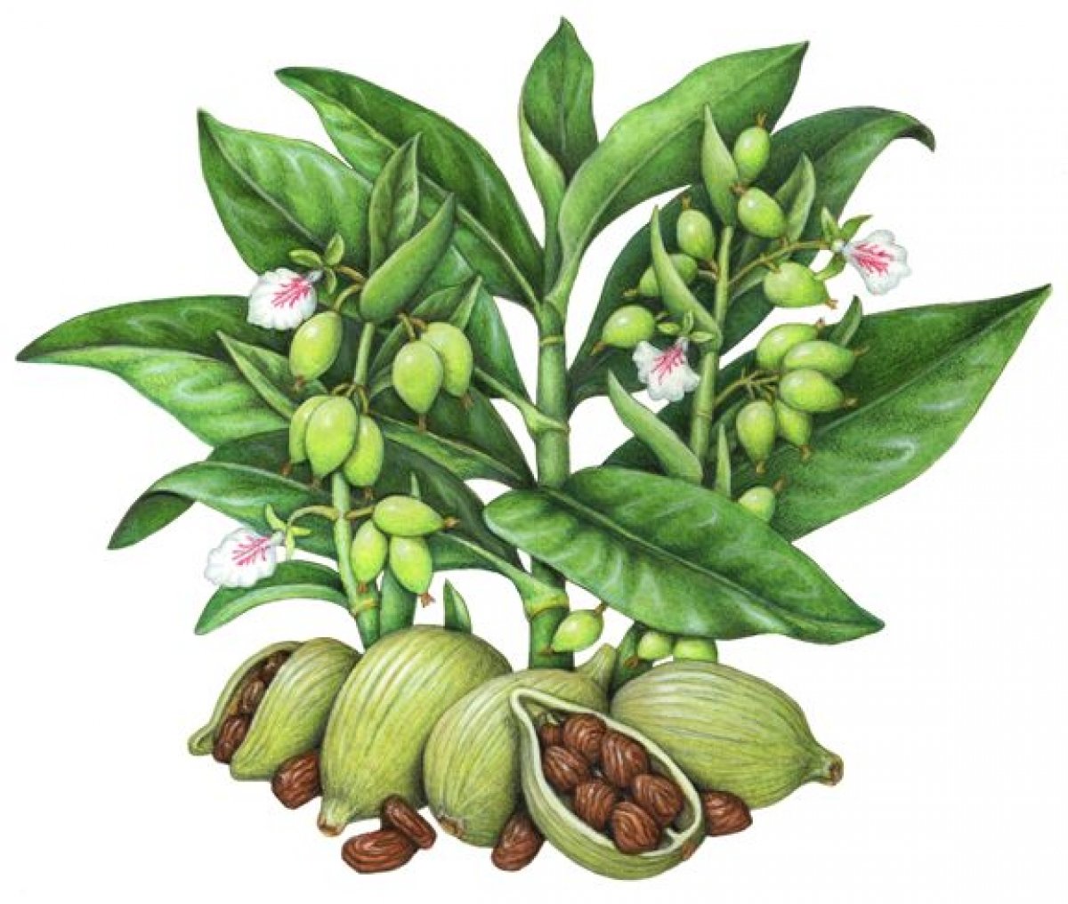 Как выглядит кардамон растение фото