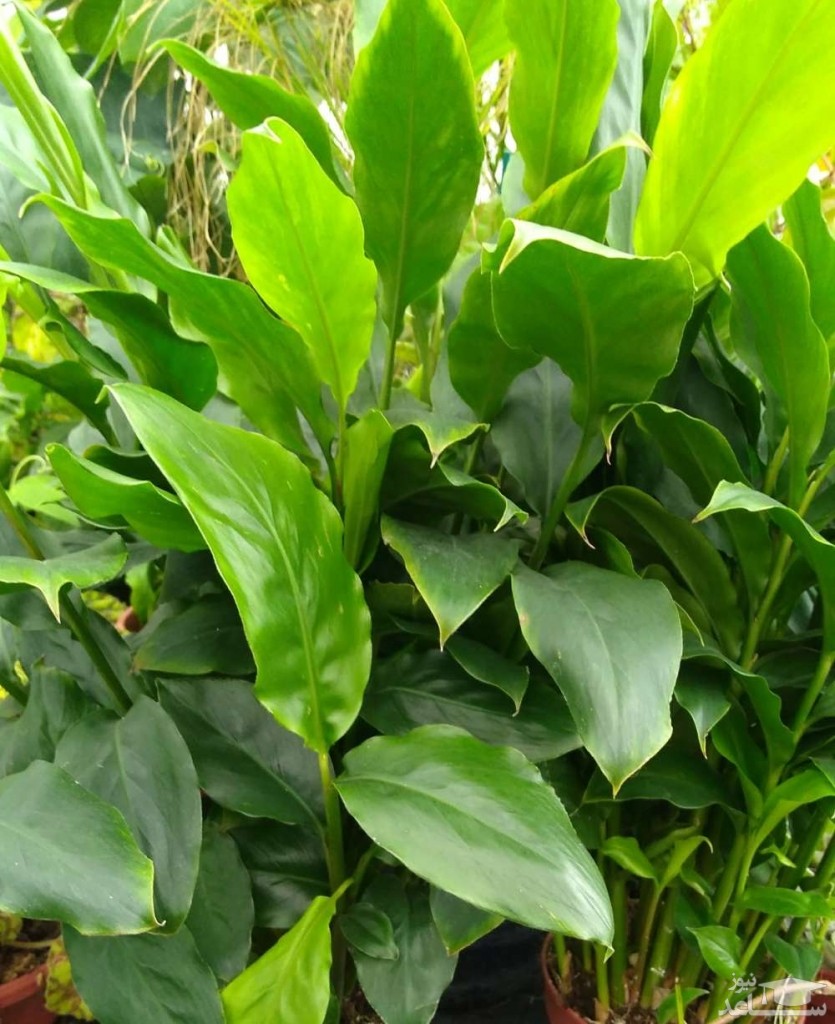 Как выглядит кардамон растение фото