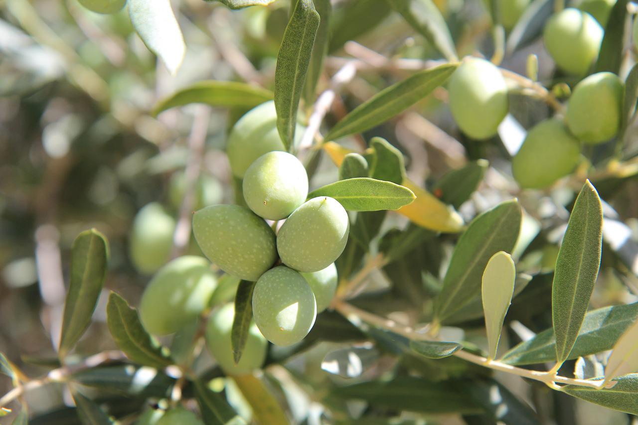 Оливковое дерево Лапердина