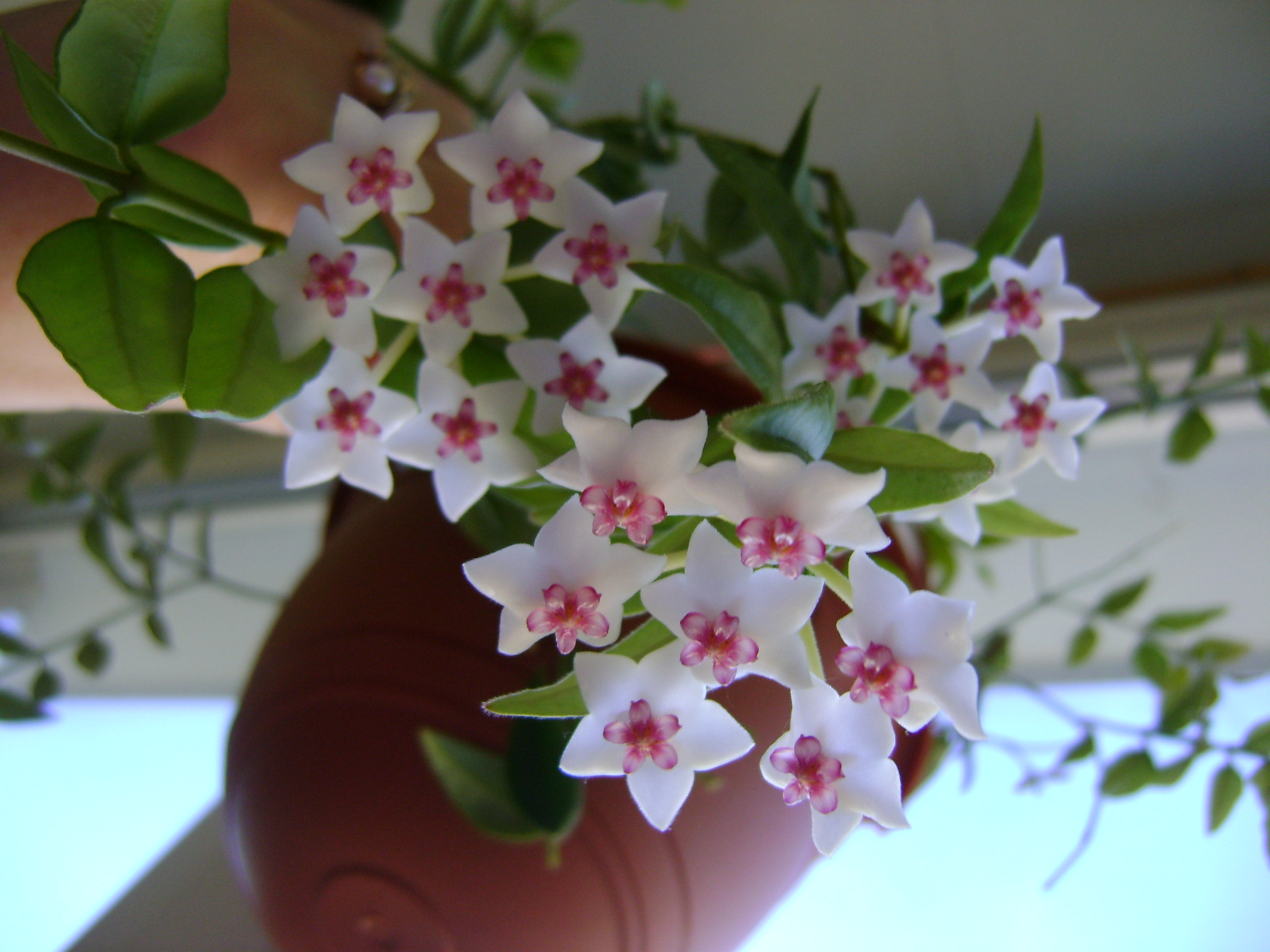 Цветок хойя уход в домашних условиях цветение фото