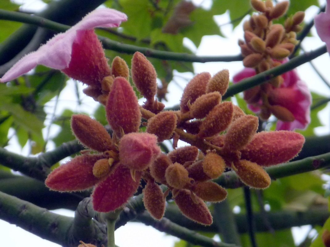 Фисташковое дерево цветы