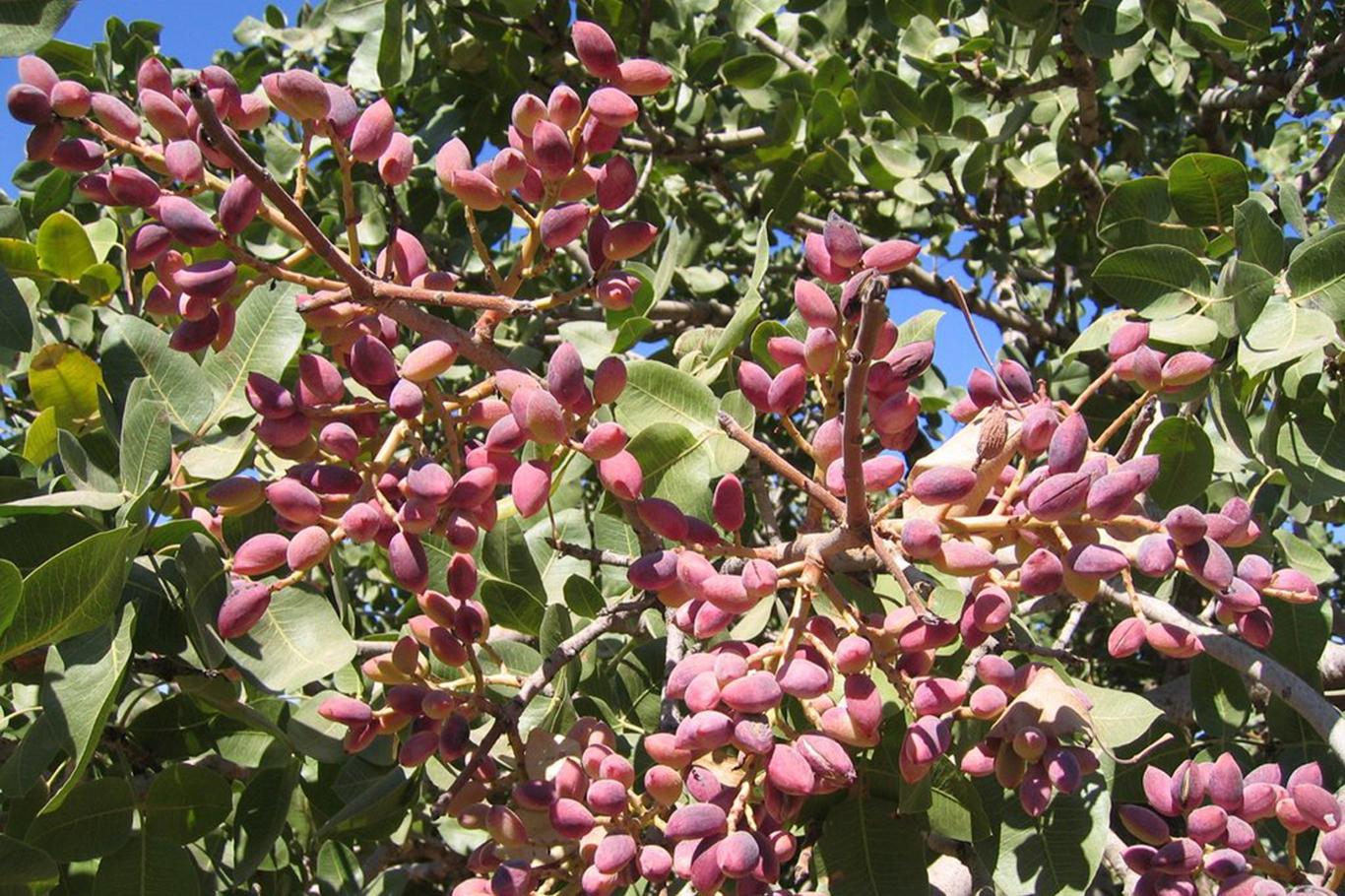 Фисташковое дерево цветет фото