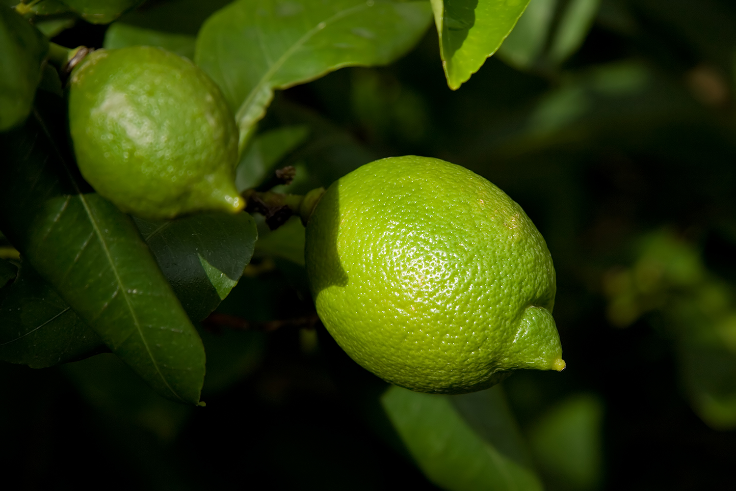 Цитрус лимон ругоза