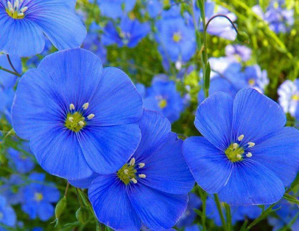 Цветок Ленок голубой многолетник