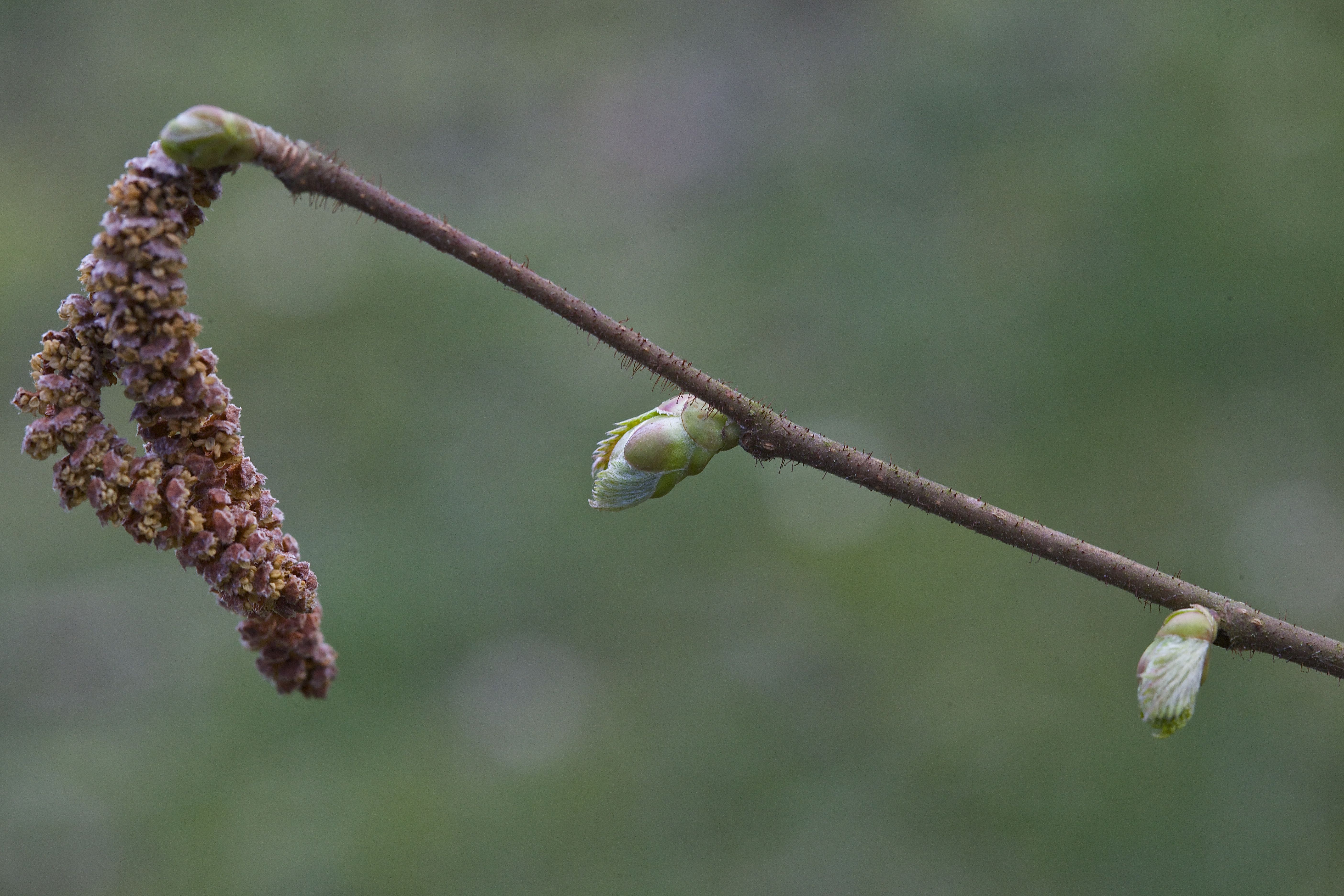 Как цветет орешник лещина весной фото