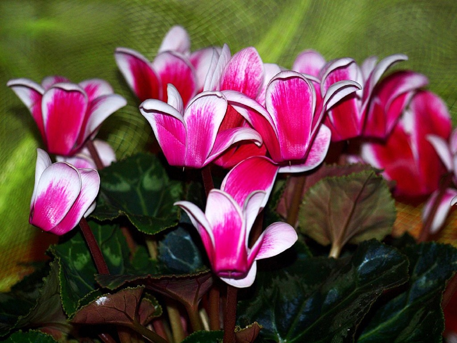Самые красивые цветущие комнатные растения фото