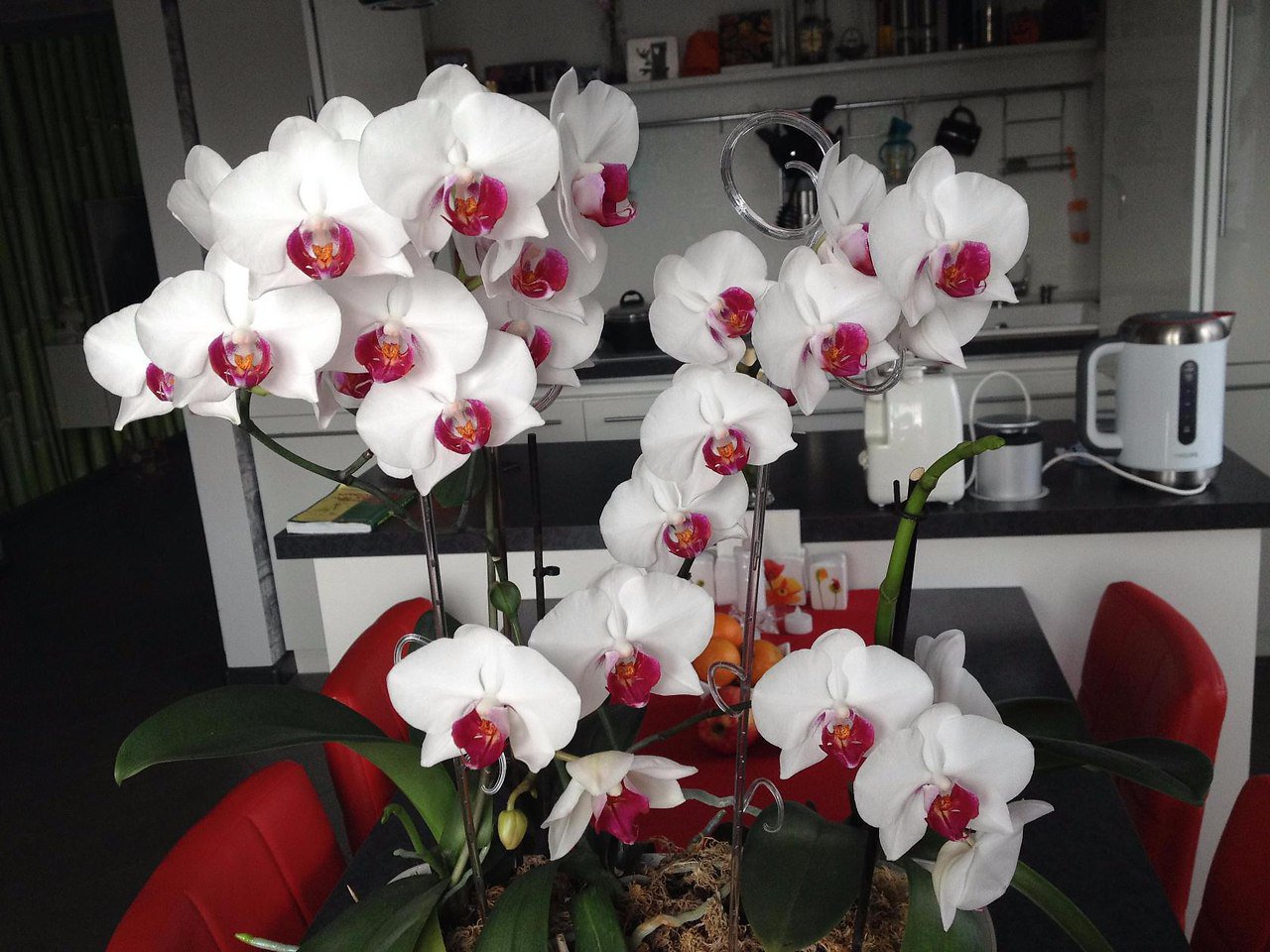 Орхидея Фаленопсис Фото Уход В Домашних