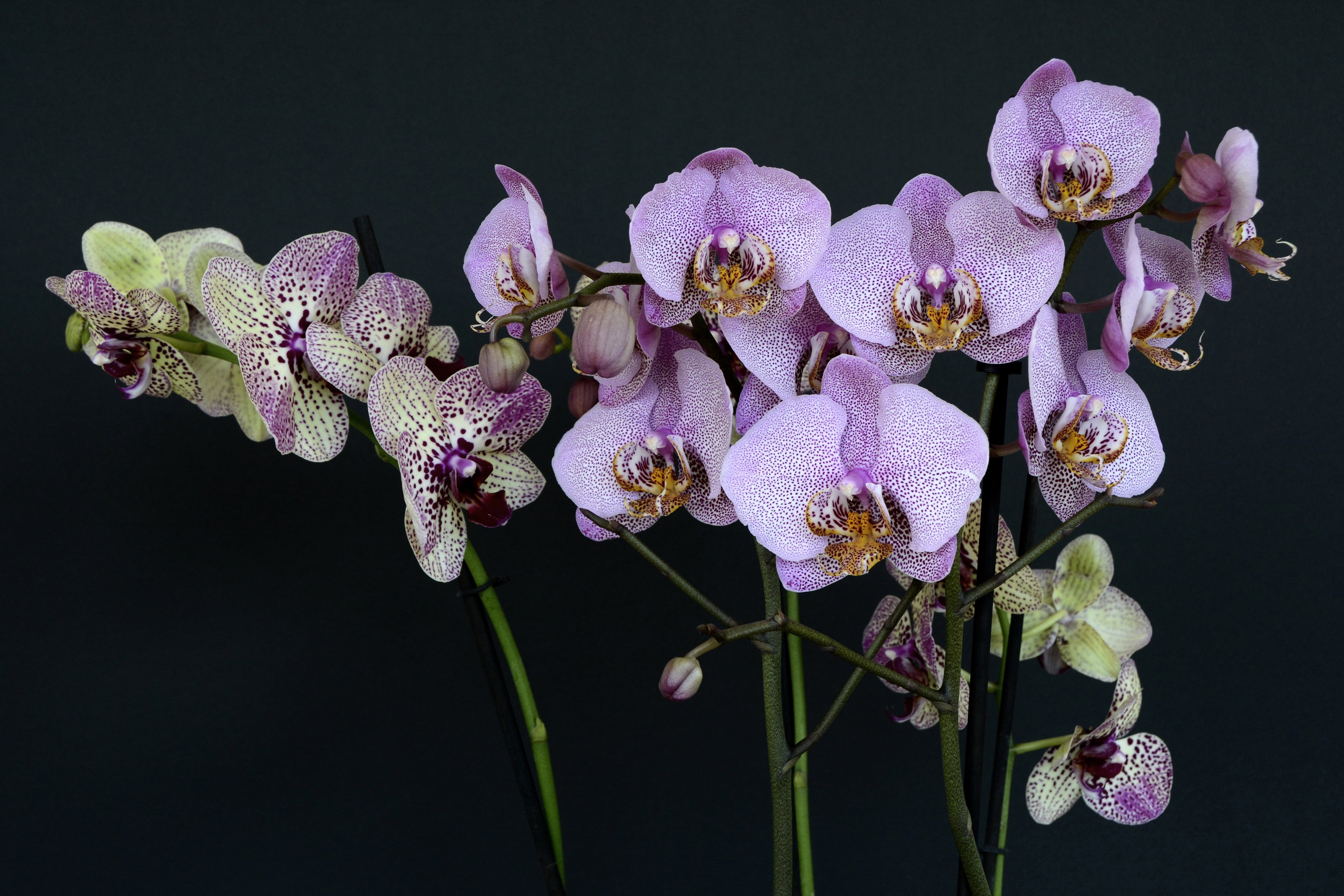 Орхидея Калипсо фаленопсис.