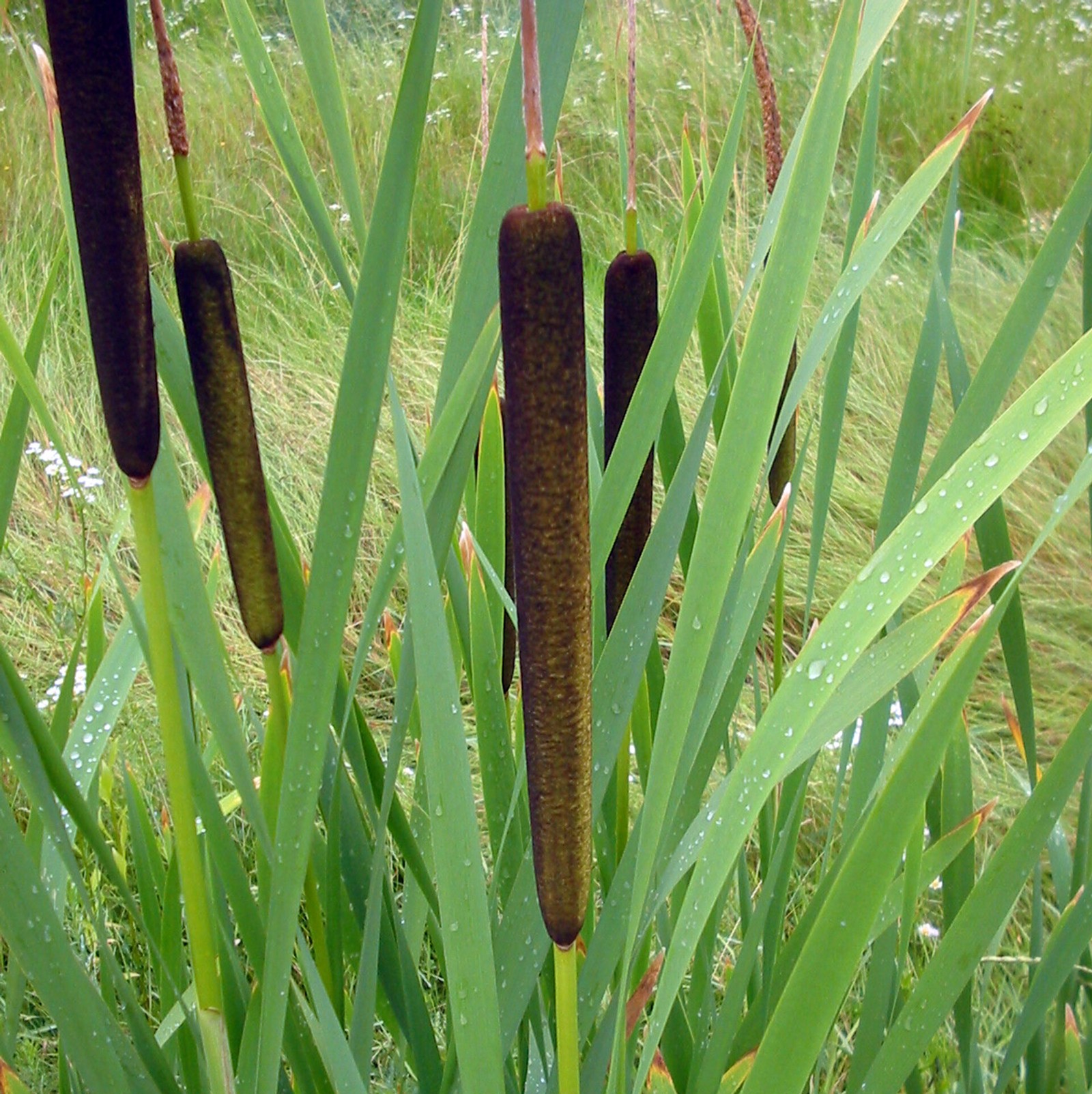 Рогоз Typha angustifolia