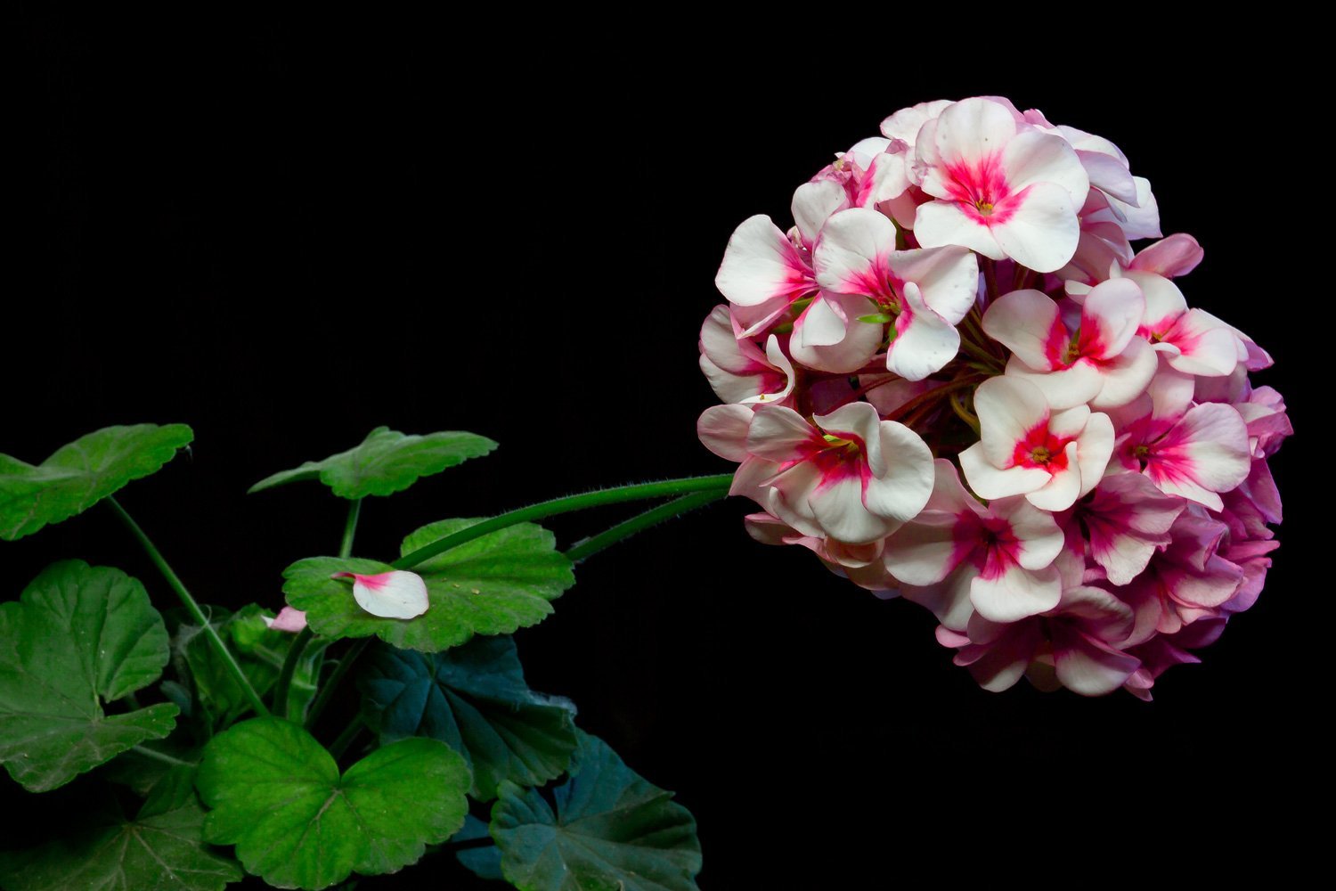 Как выглядит пеларгония фото цветок комнатный фото