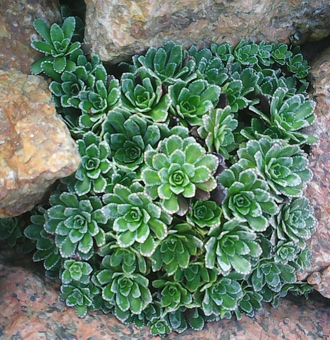 комнатное растение камнеломка фото