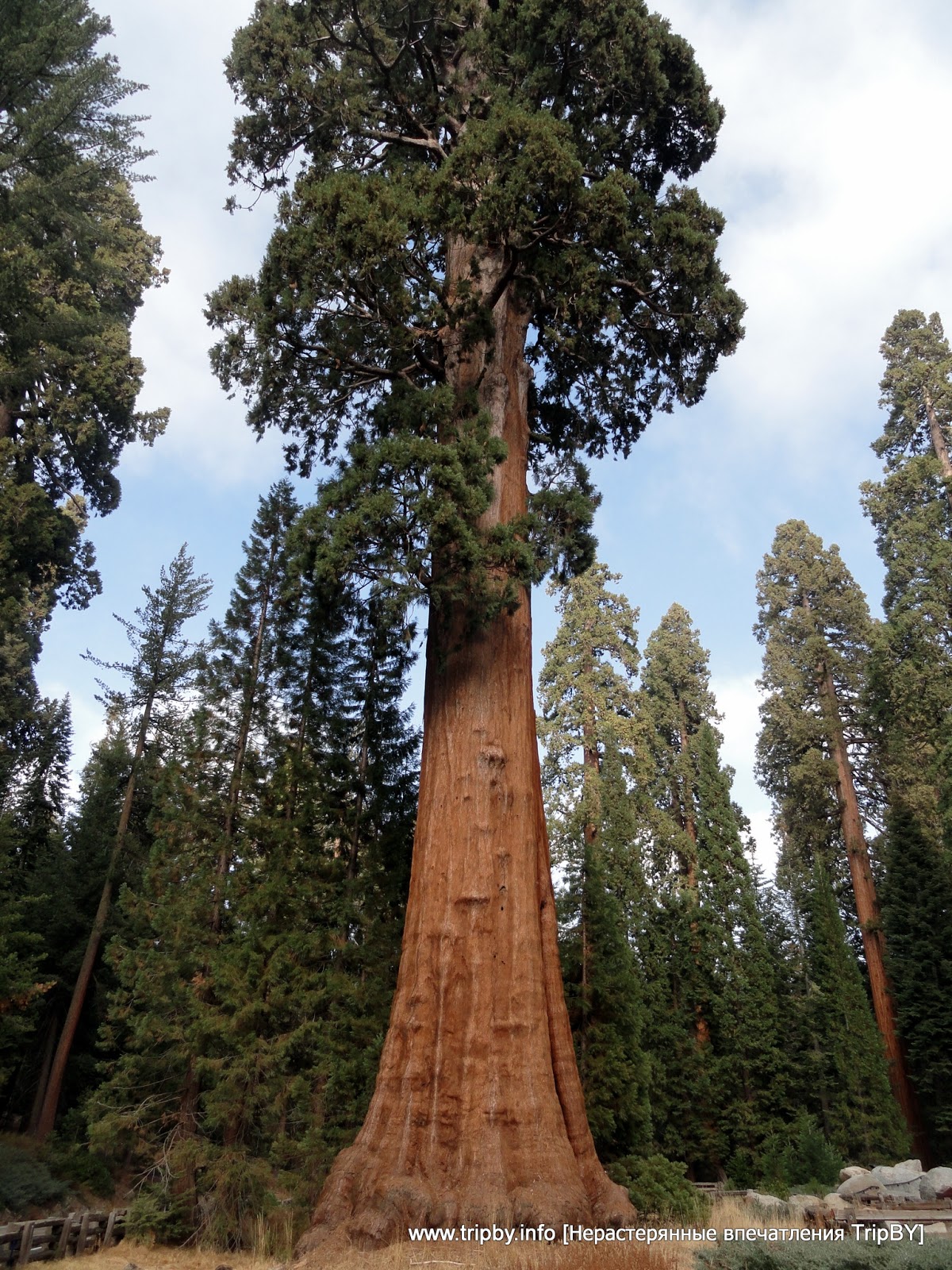 самое высокое дерево в мире высота фото