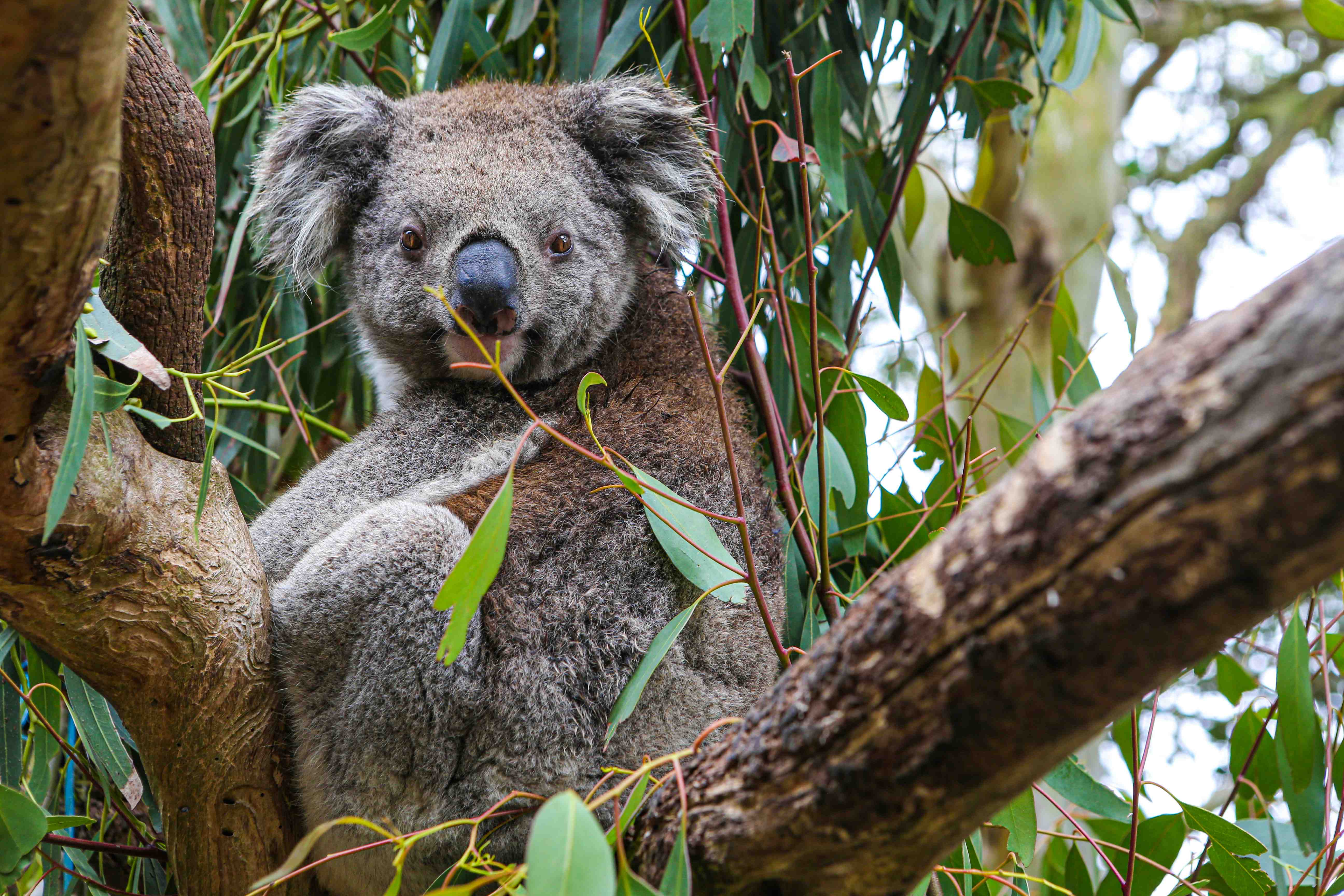 Красная коала. Коала в Австралии. Коала на дереве. Коала в лесу. Коала ест бамбук.