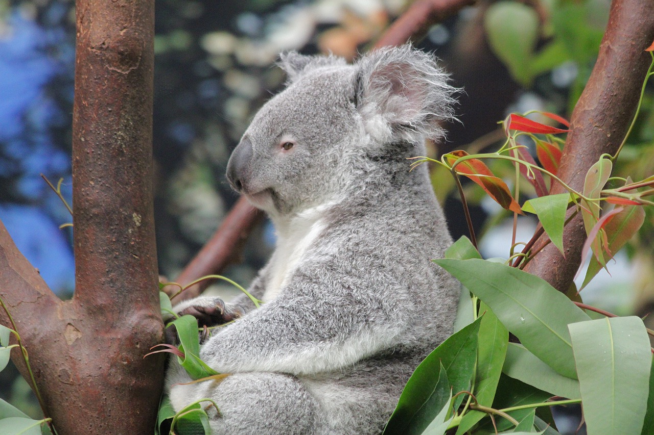 Австралия фауна коала. Коала на дереве. Любимое дерево коалы. Как цветет коала.