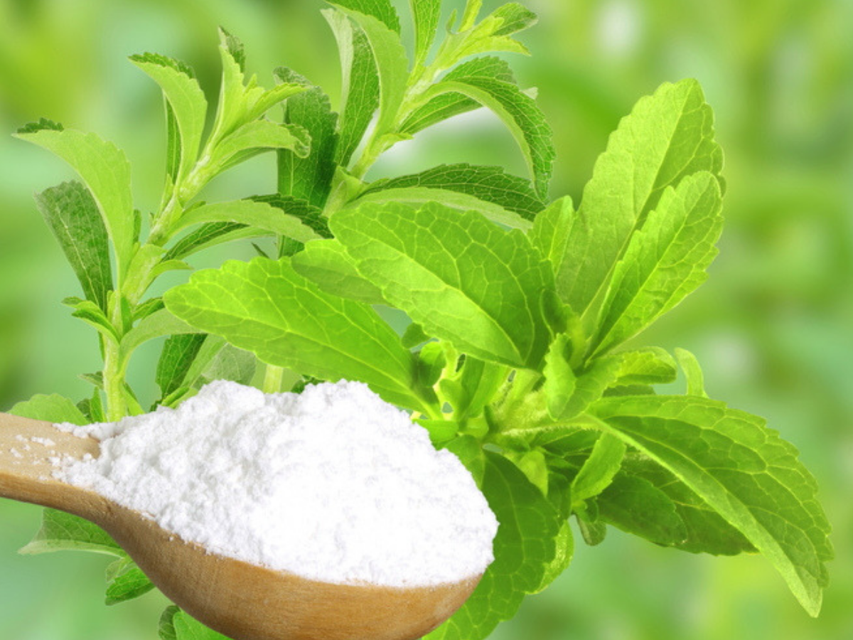 Можно при сахарном диабете стевию. Stevia rebaudiana. Стевия растение. Stevia rebaudiana растение. Стевия медовая.