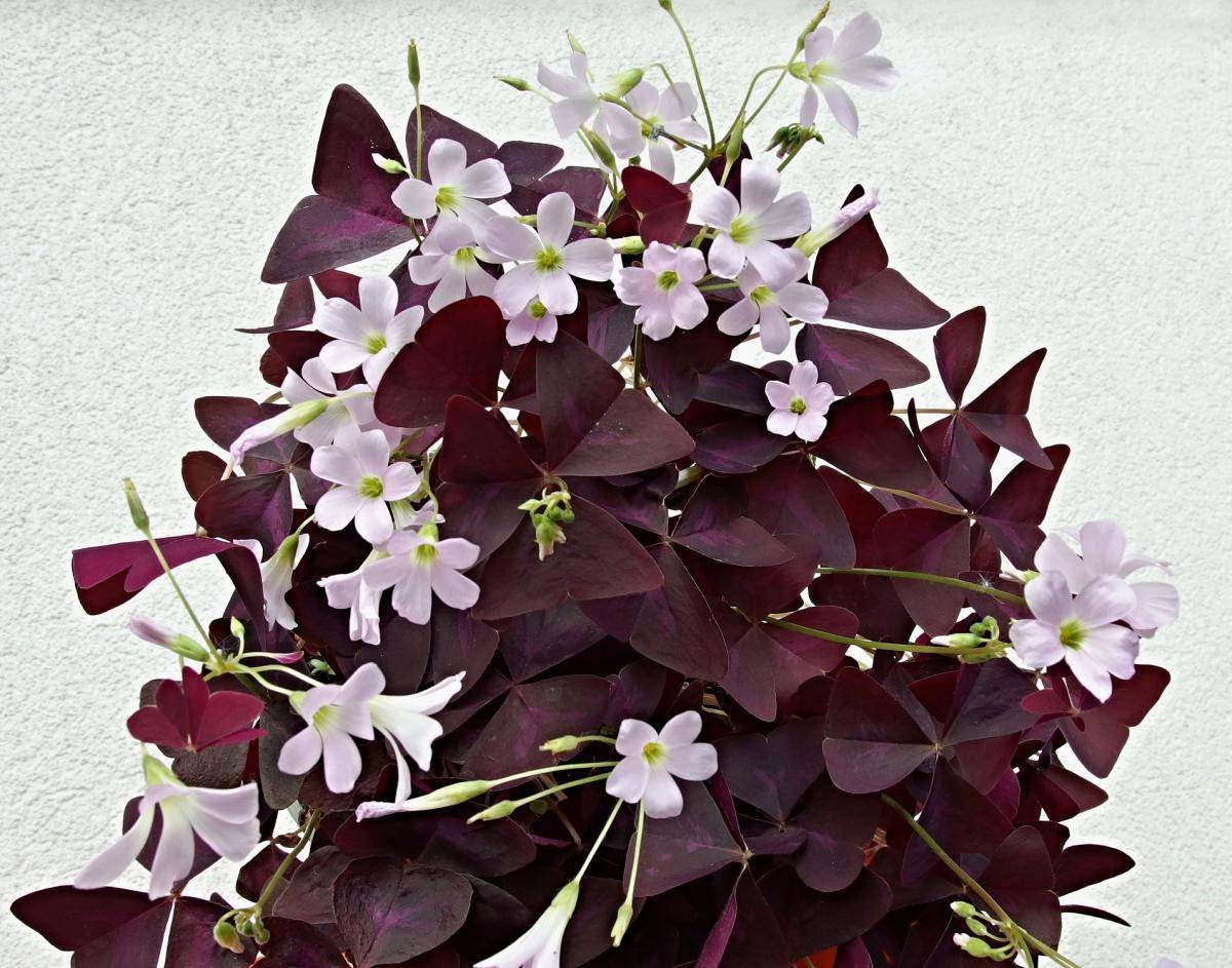 Оксалис цветок домашний фото приметы